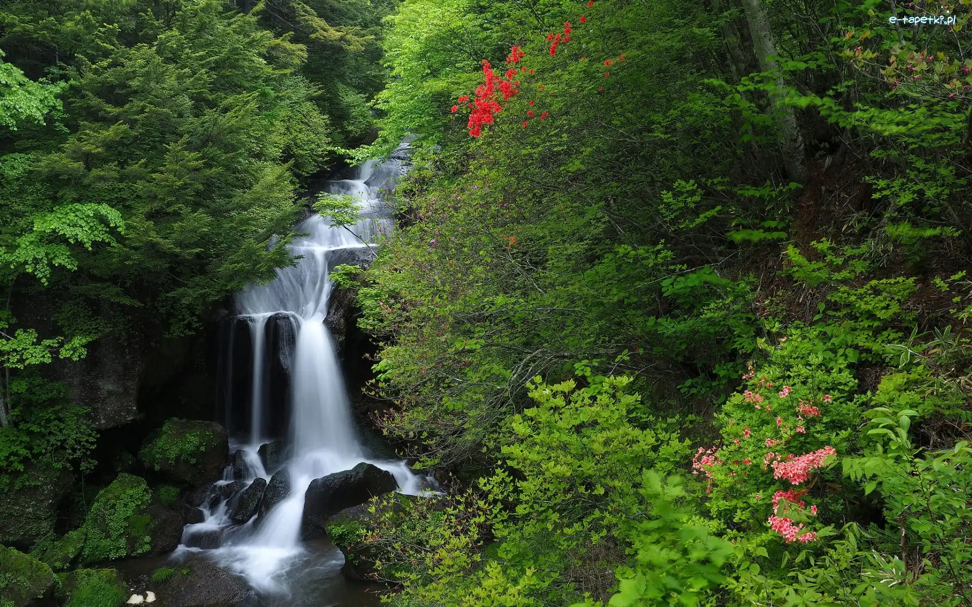 Japonia, Wodospad Ryuzu Falls, Kaskady, Drzewa, Las, Park Narodowy Nikko, Wyspa Honsiu