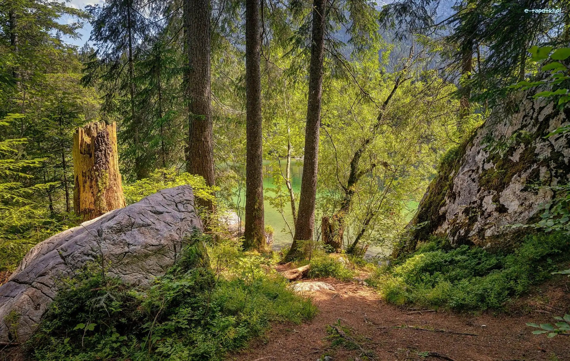Ścieżka, Głazy, Skała, Woda, Drzewa, Las