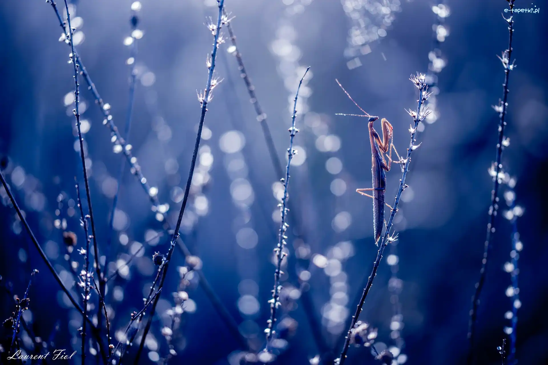 Źdźbła, Bokeh, Trawa, Modliszka