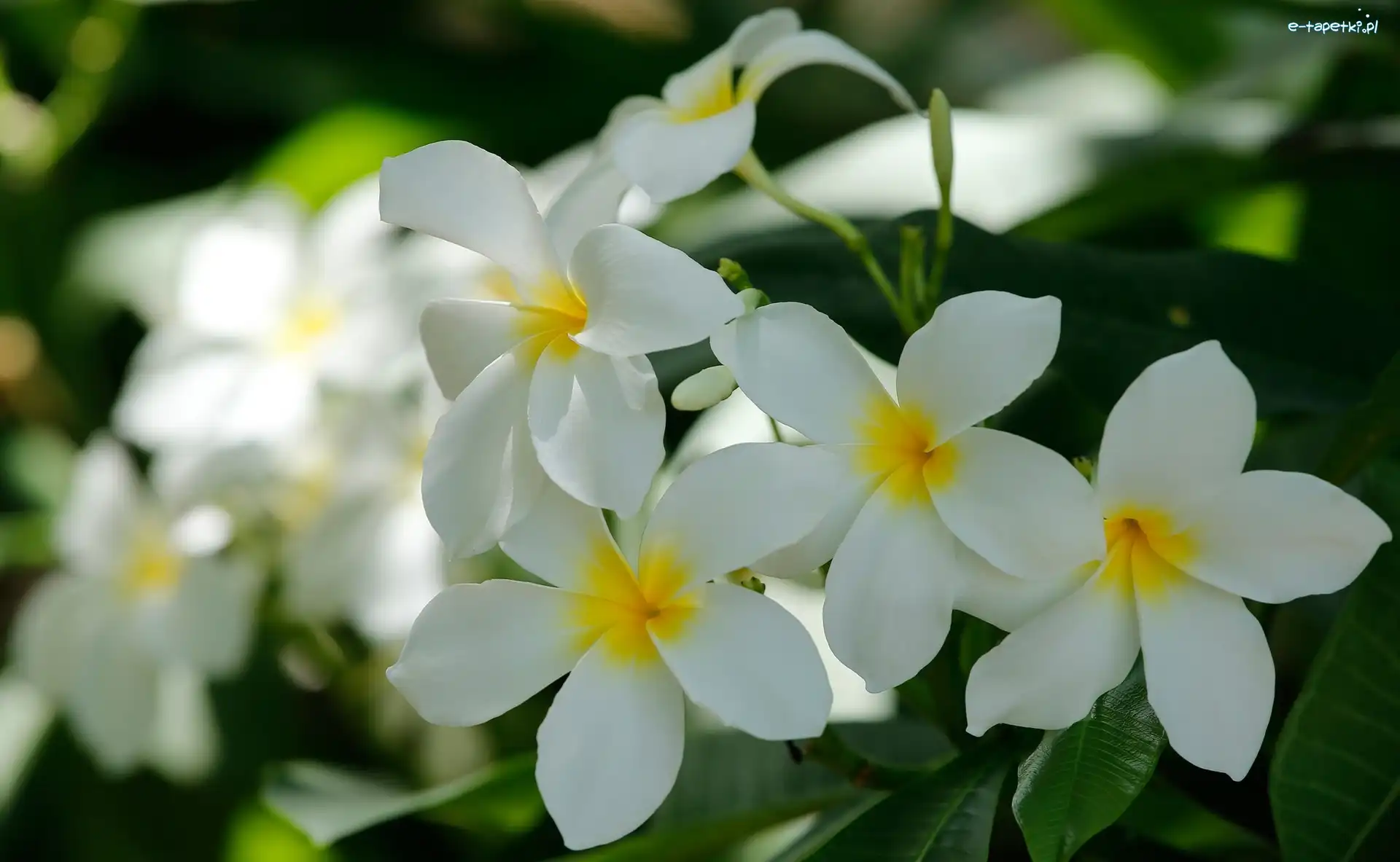 Kwiaty, Białe, Plumeria