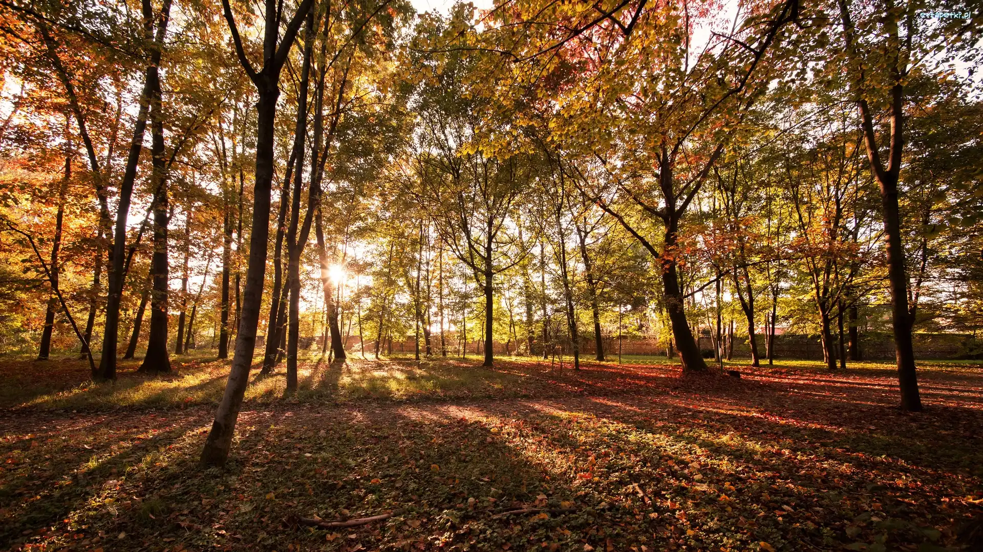 Jesień, Promienie słońca, Drzewa, Park