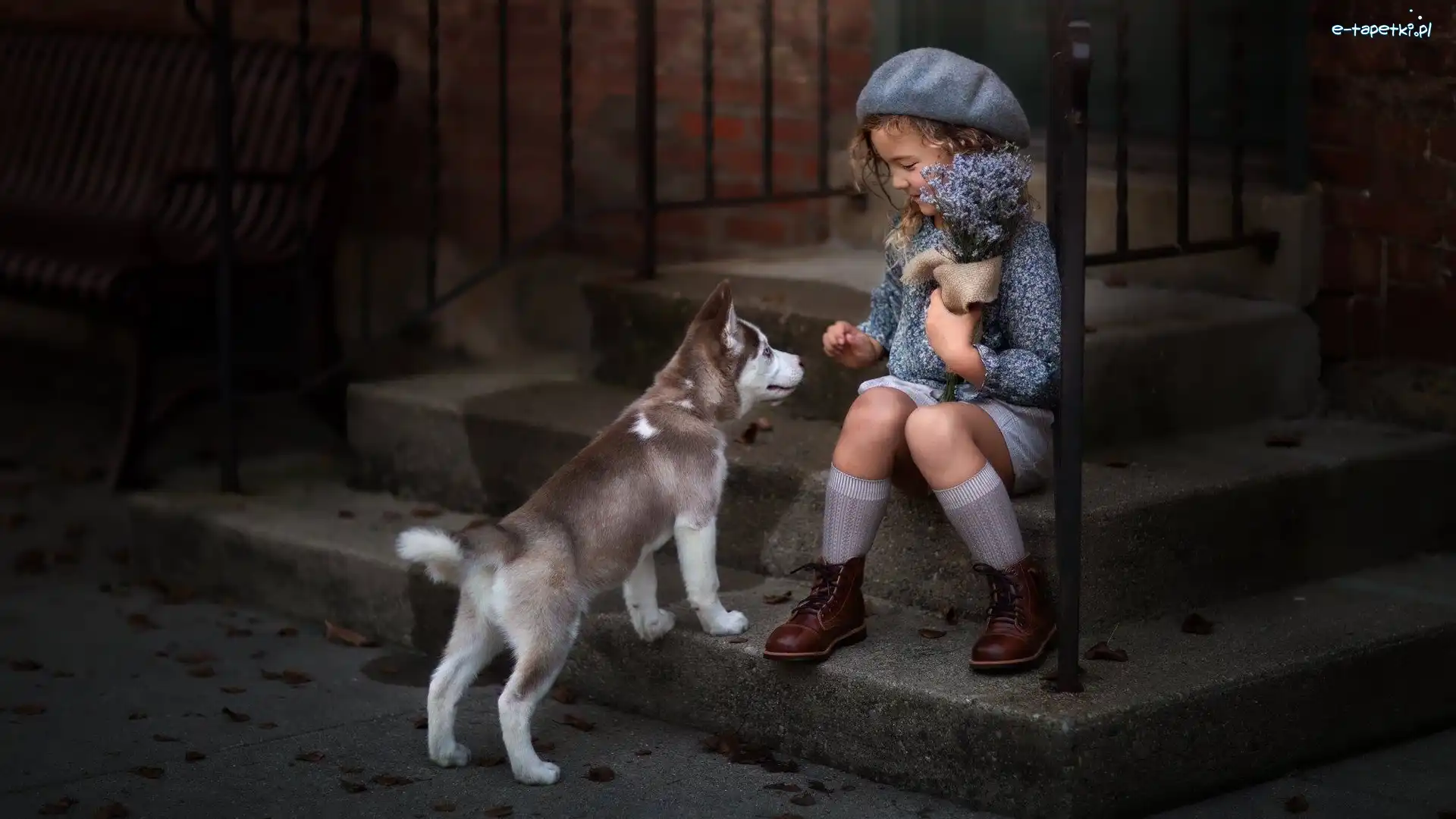 Szczeniak, Kwiatki, Pies, Siberian husky, Berecik, Dziewczynka