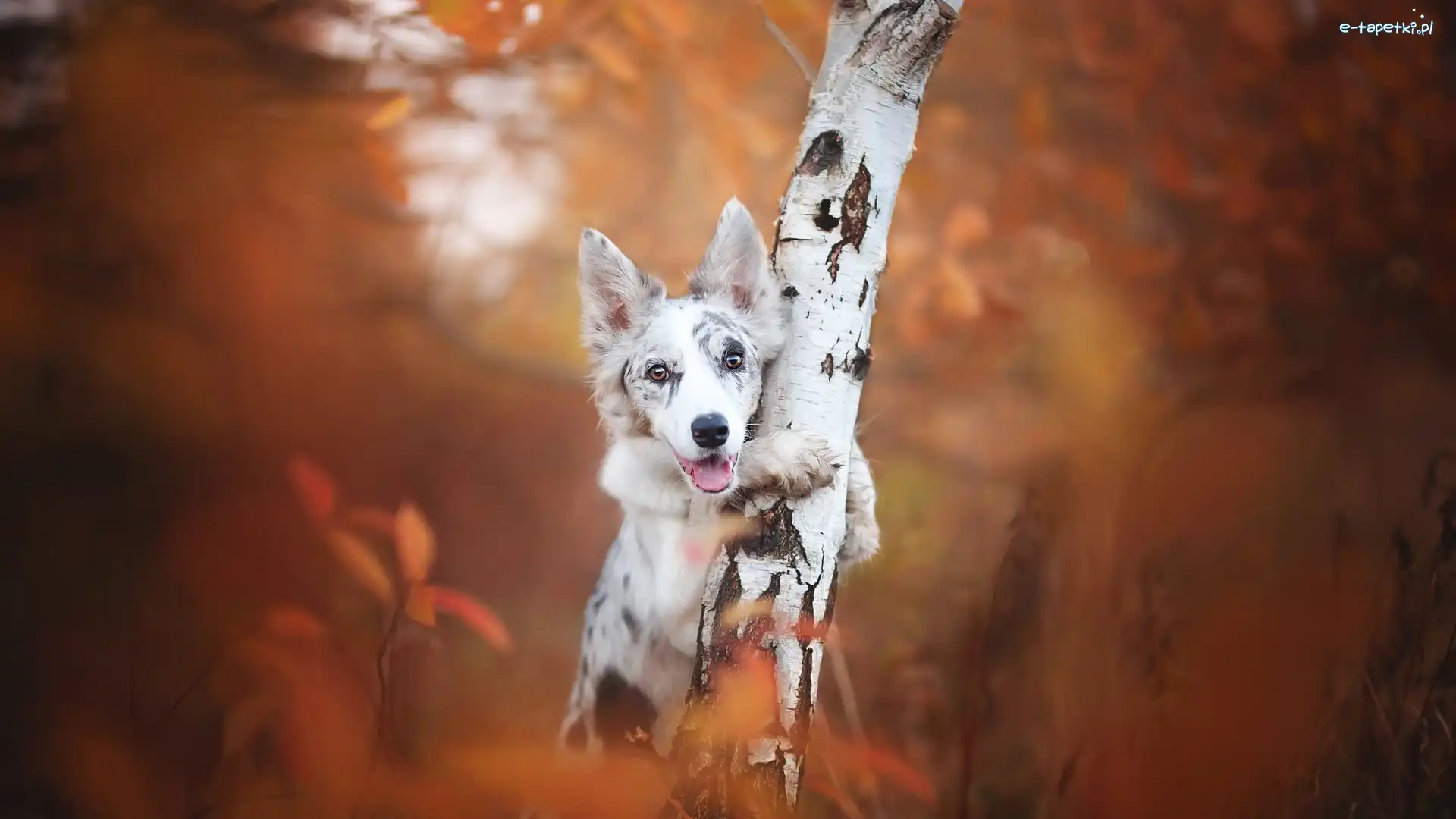 Pies, Mordka, Border collie, Brzoza, Drzewo