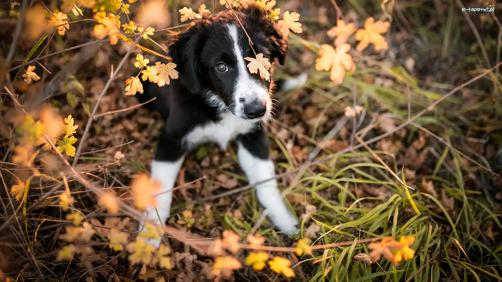 Border collie, Trawa, Listki, Szczeniak