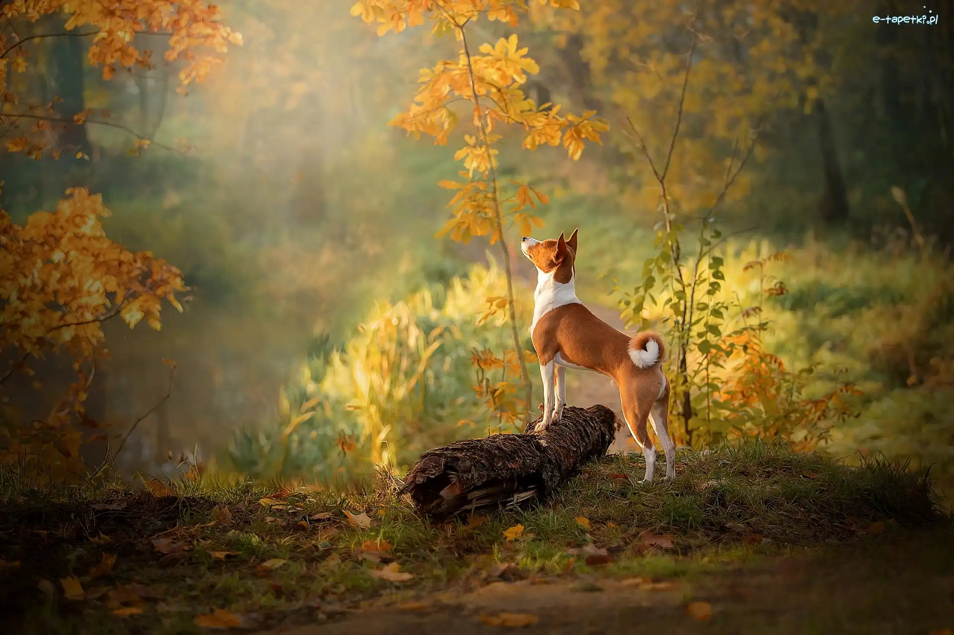 Liście, Kłoda, Drzewka, Jesień, Basenji, Pies