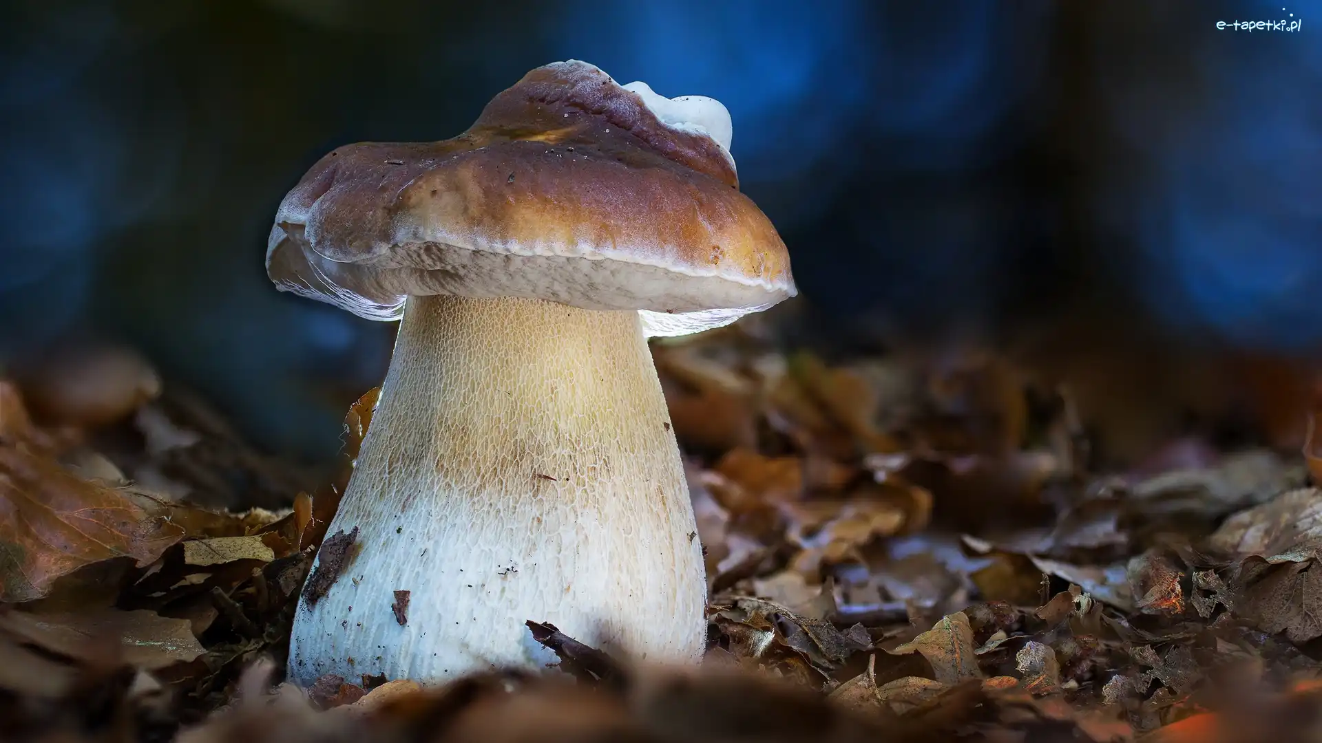 Rozmyte, Ściółka, Liście, Tło, Borowik, Grzyb