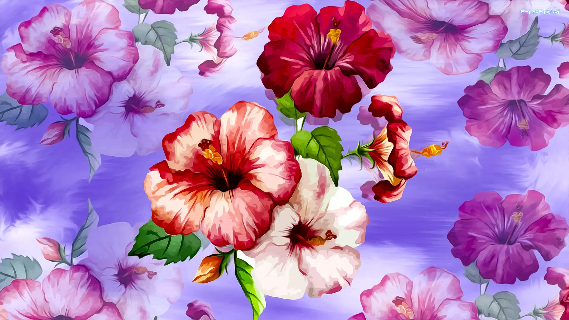 Grafika, Hibiskusy, Kwiaty