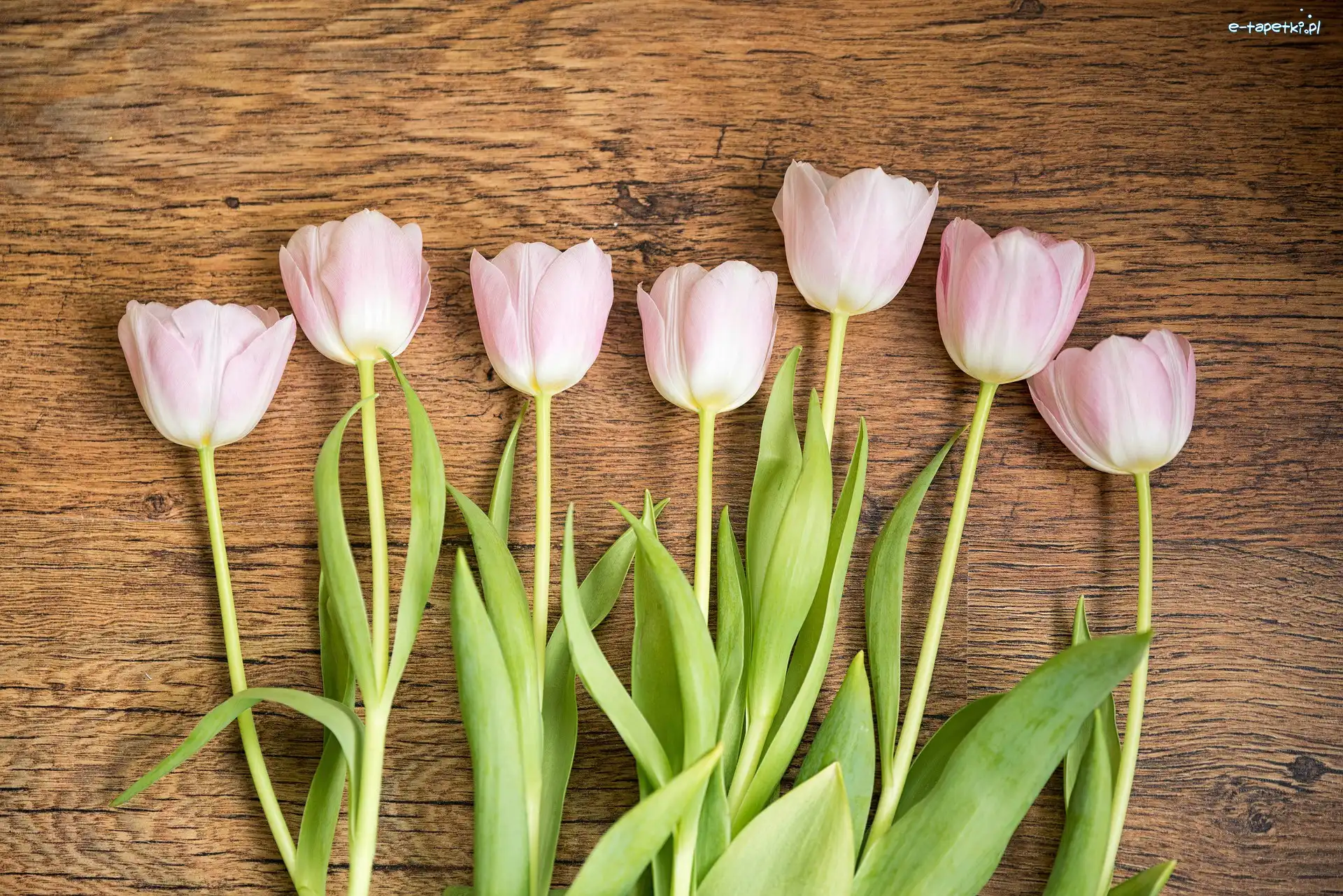 Drewno, Tulipany, Różowe