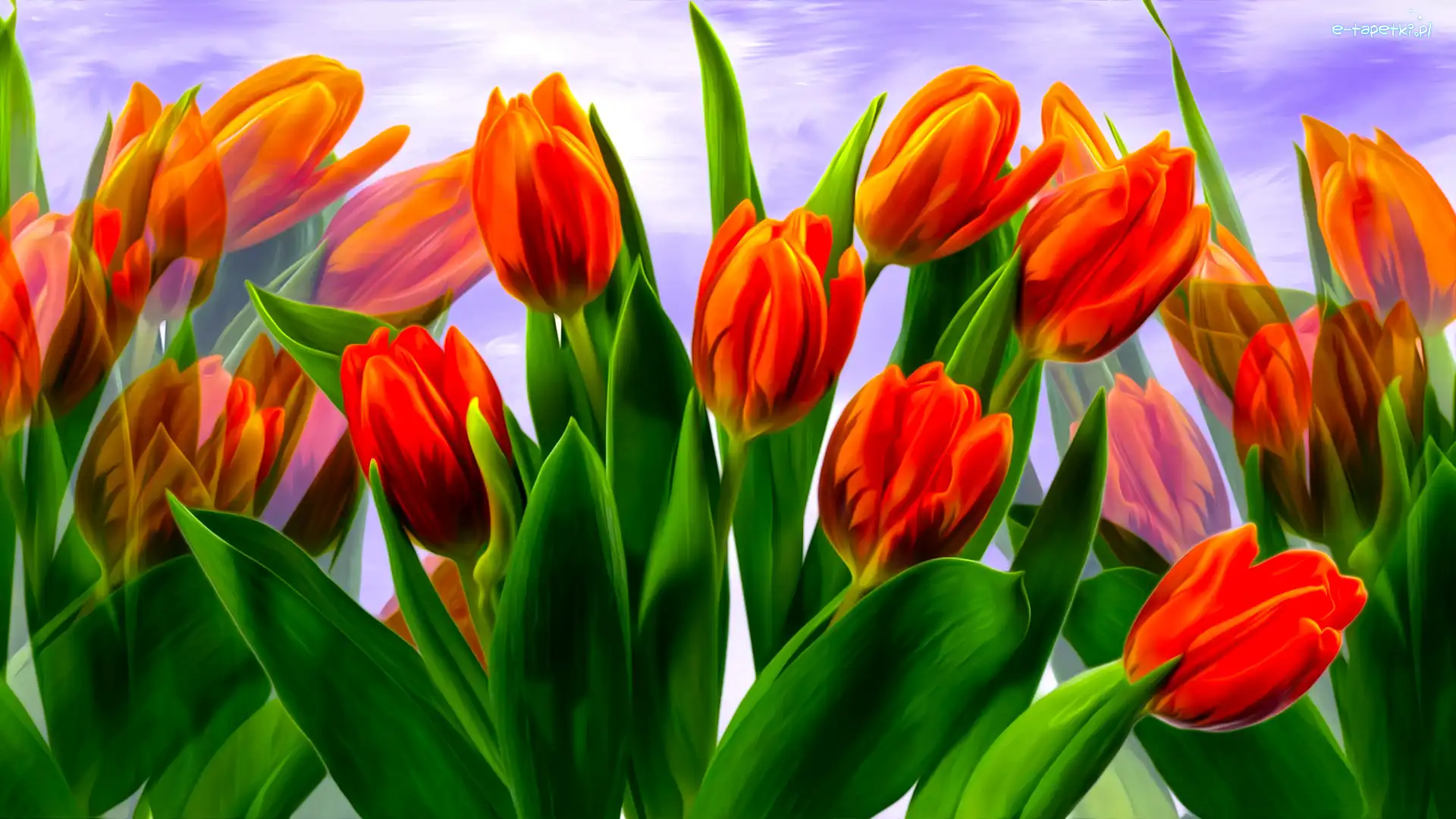 Czerwone, Grafika, Kwiaty, Tulipany