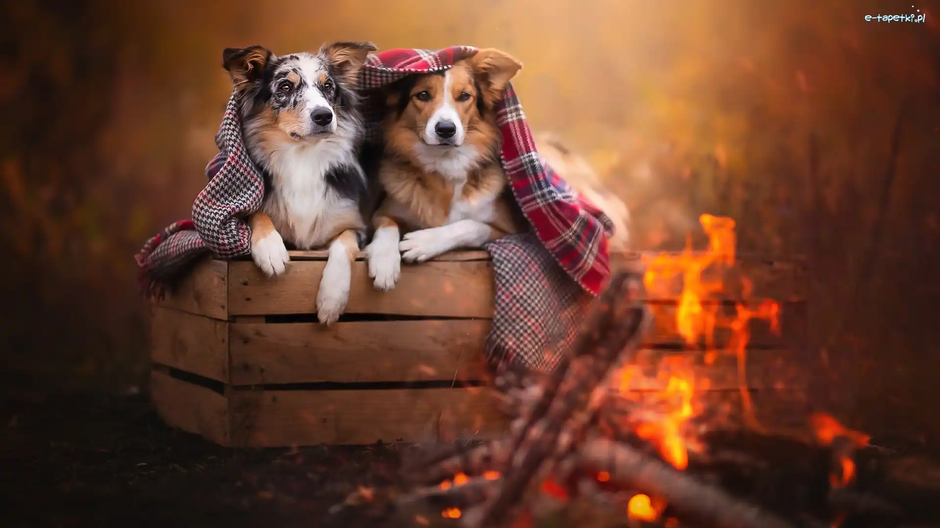 Psy, Skrzynka, Border collie, Ognisko, Koc