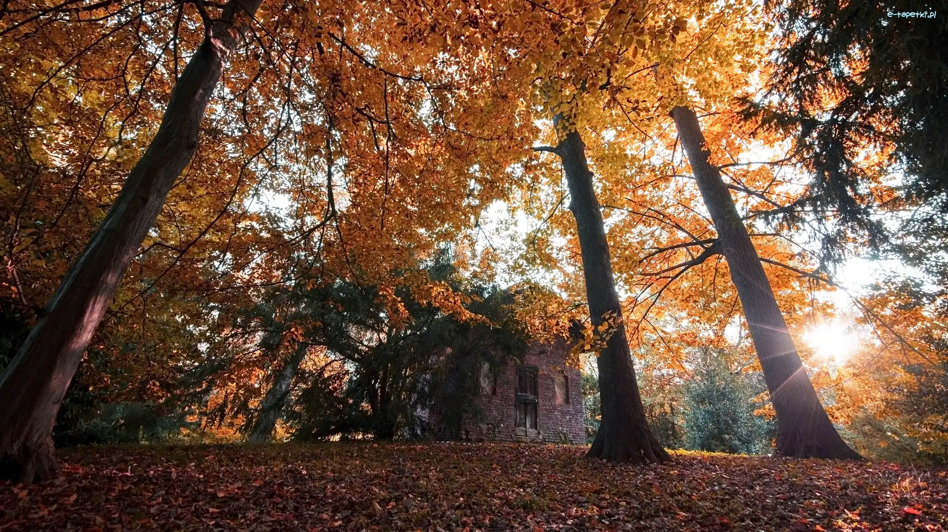 Promienie słońca, Dom, Liście, Jesień, Drzewa, Park