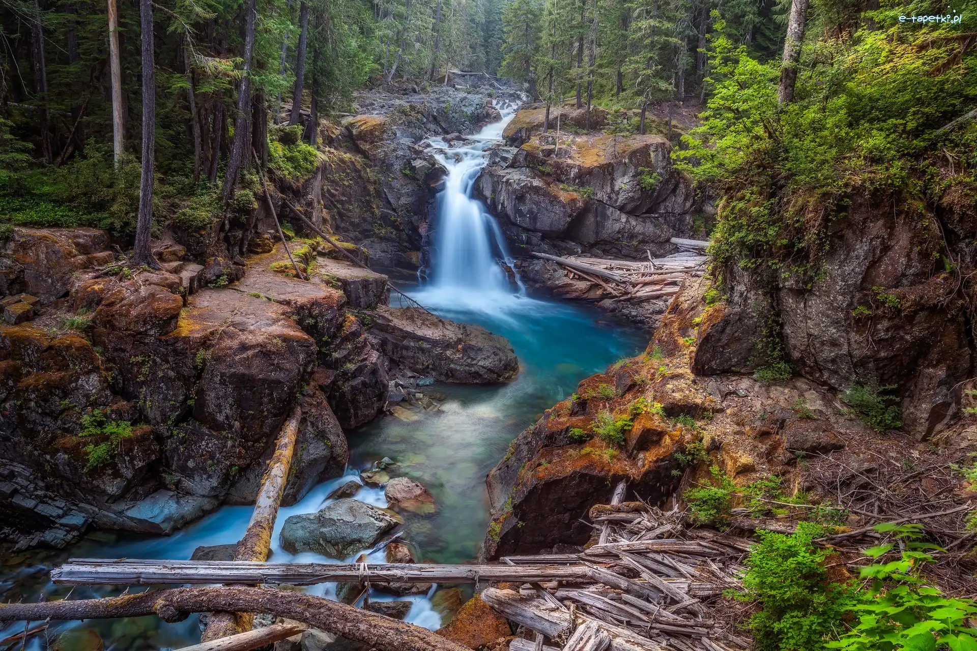 Stany Zjednoczone, Park Narodowy Mount Rainier, Skały, Rzeka Ohanapecosh River, Las, Stan Waszyngton, Roślinność
