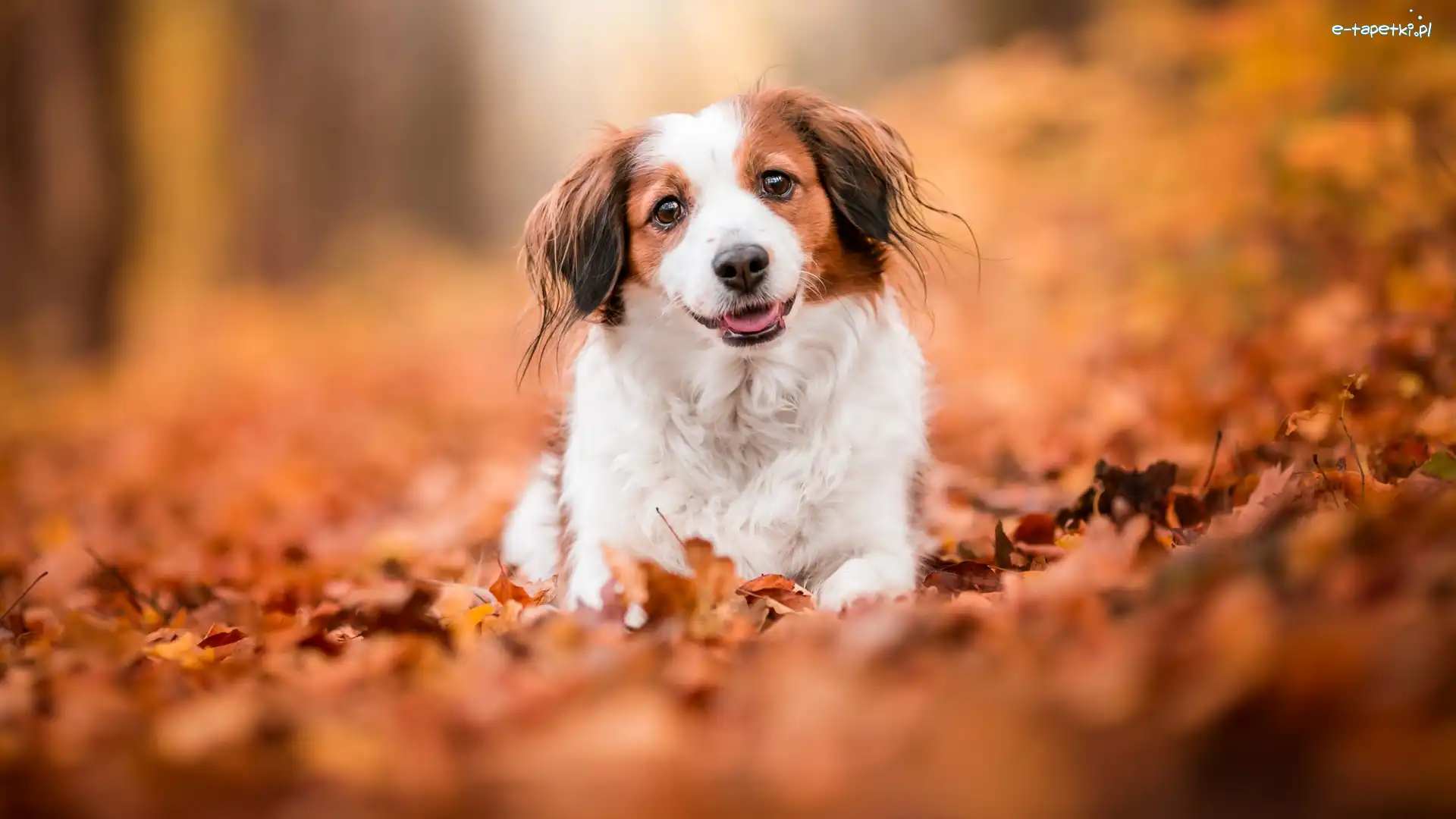 Pies, Kooikerhondje, Płochacz holenderski, Liście, Mordka