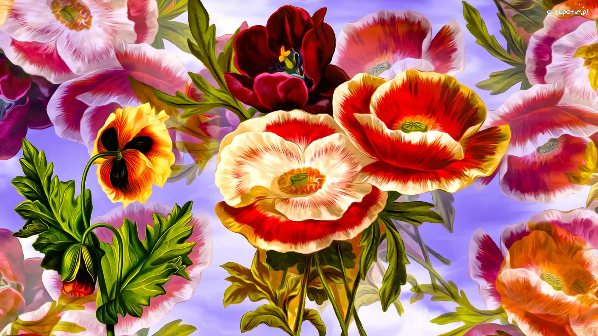 Tulipan, Grafika, Maki, Kwiaty