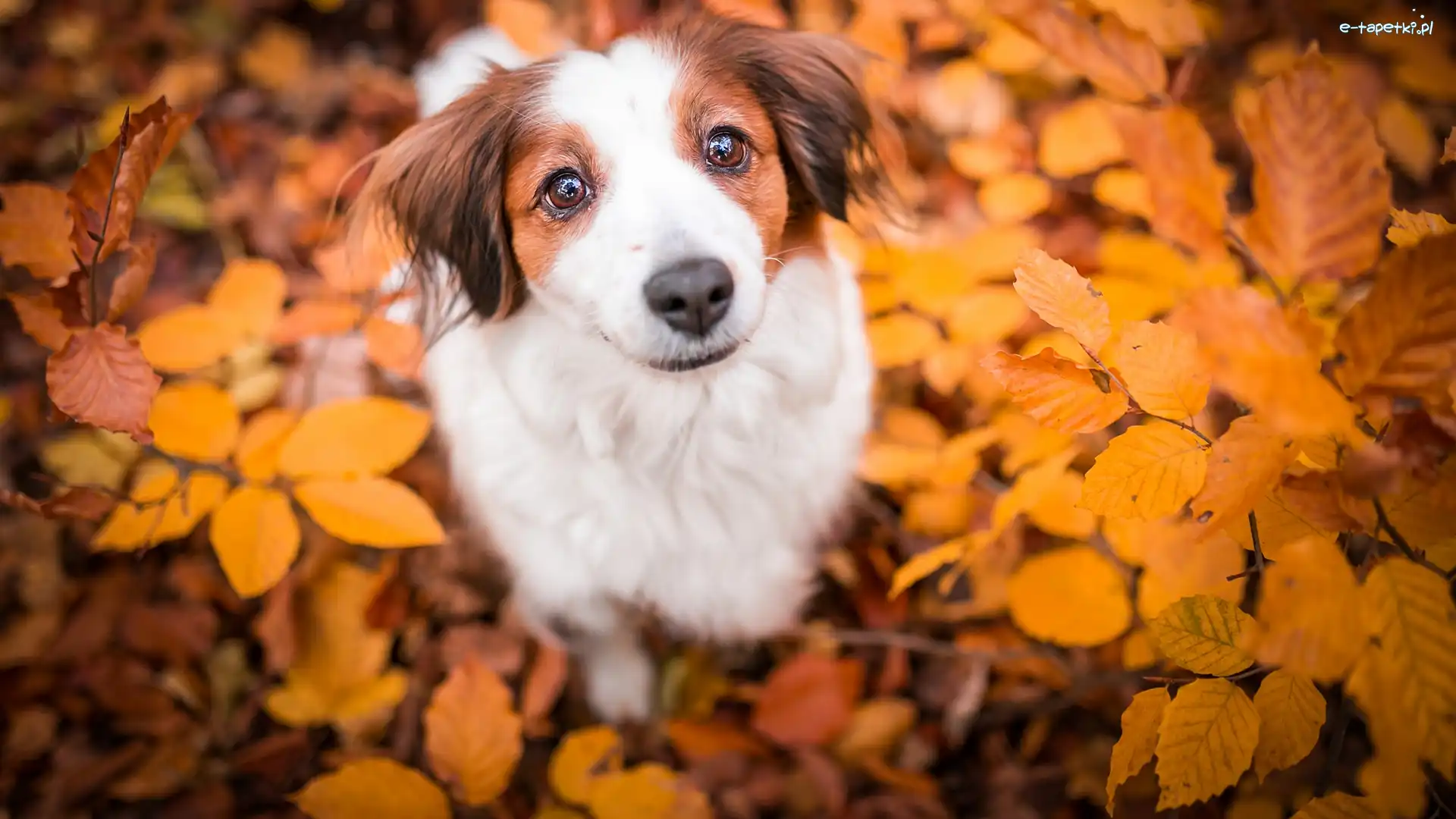 Płochacz holenderski, Liście, Kooikerhondje, Pies