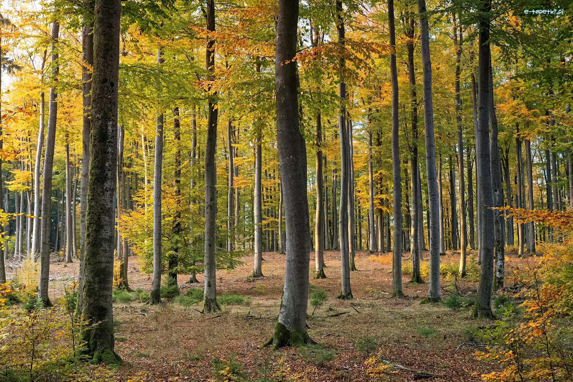 Liście, Jesień, Las, Drzewa