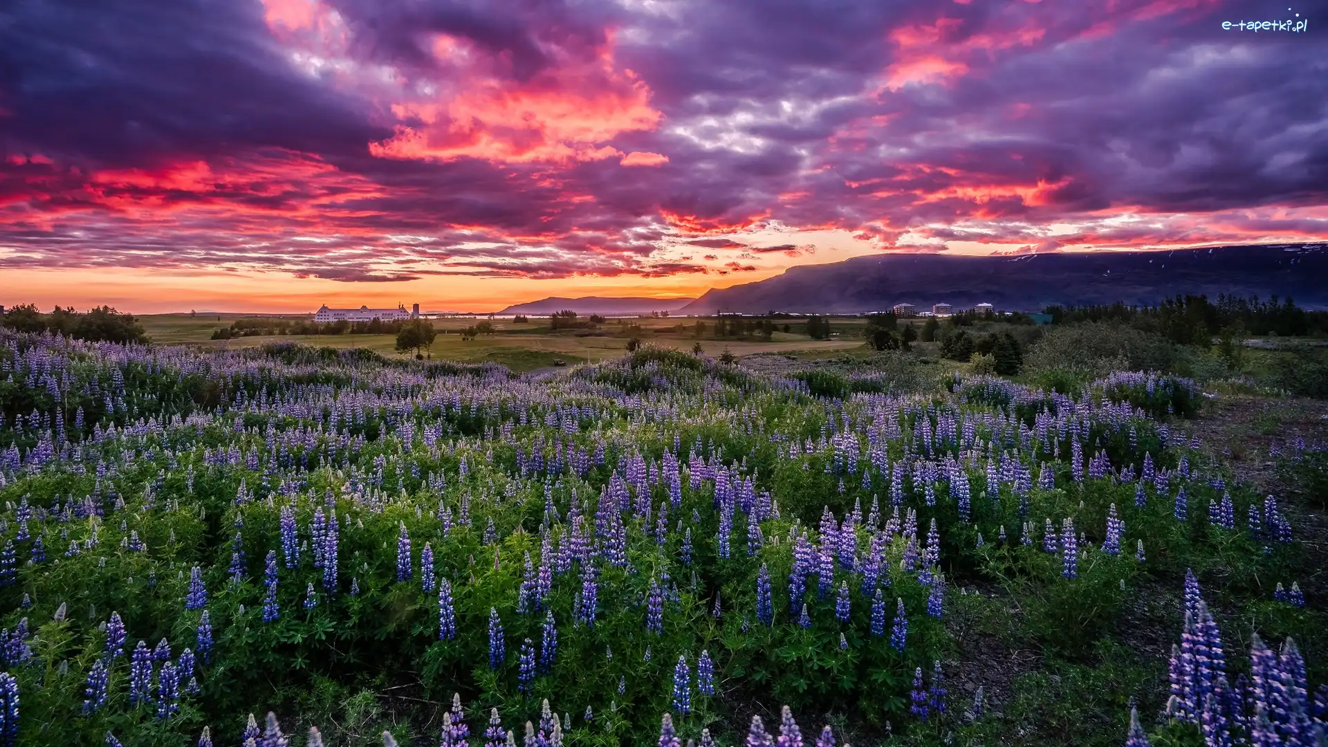 Rejkiawik, Zachód słońca, Góry Esja, Islandia, Łąka, Łubin