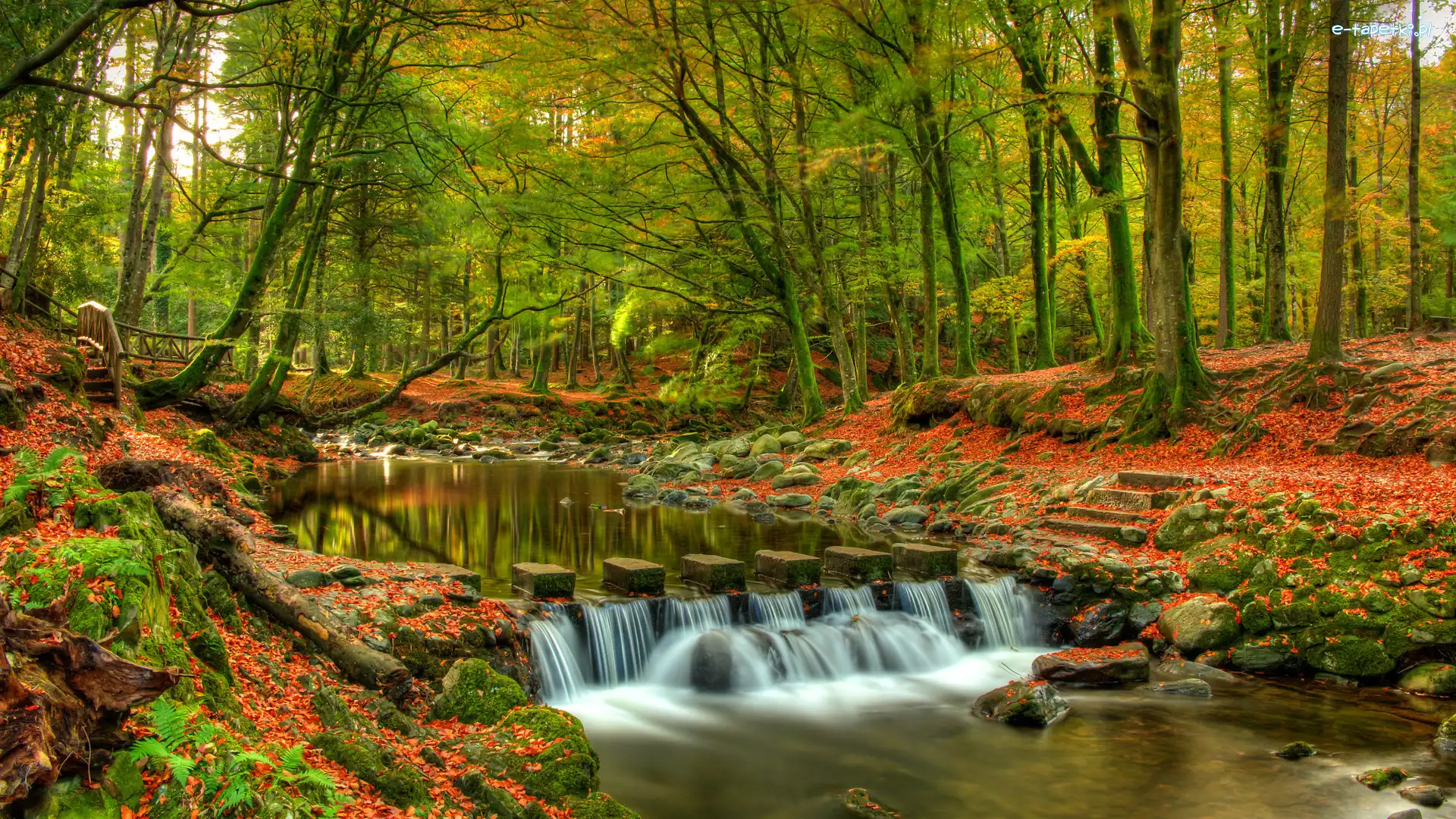 Irlandia Północna, Park Tollymore Forest Park, Drzewa, Las, Jesień, Hrabstwo Down, Rzeka Shimne River