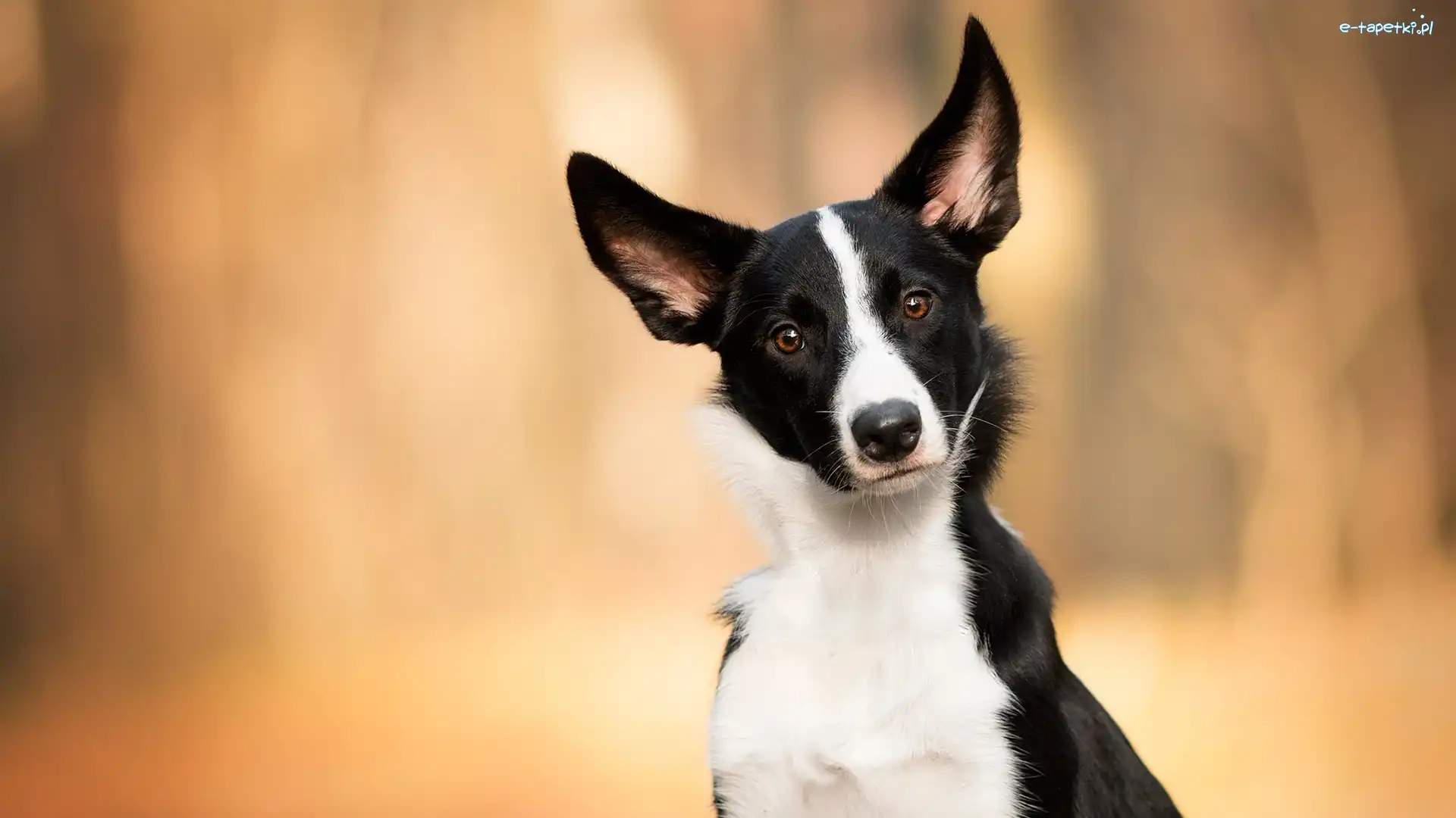 Biało-czarny, Mordka, Border collie, Pies