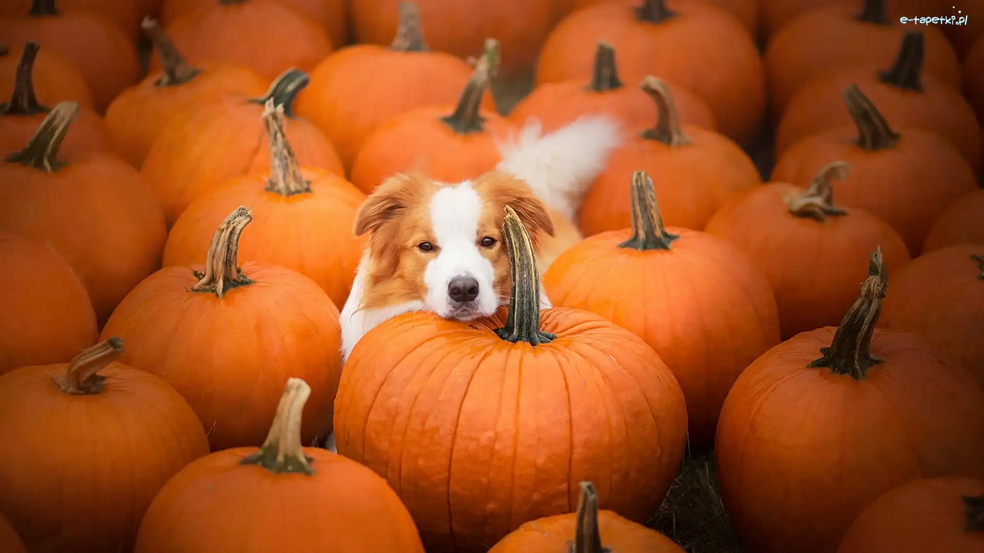 Dynie, Border collie