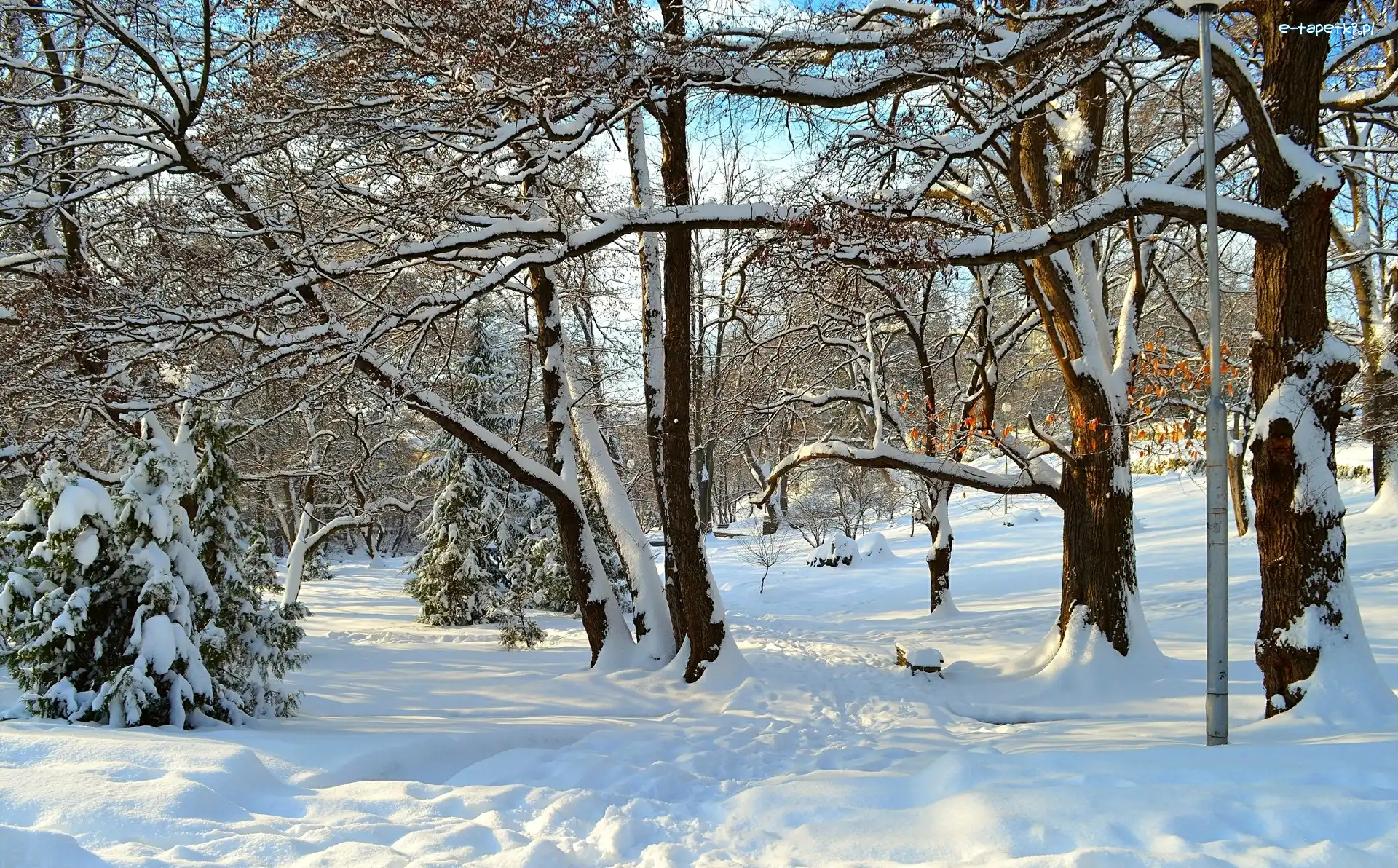Zima, Park, Śnieg, Drzewa, Ośnieżone