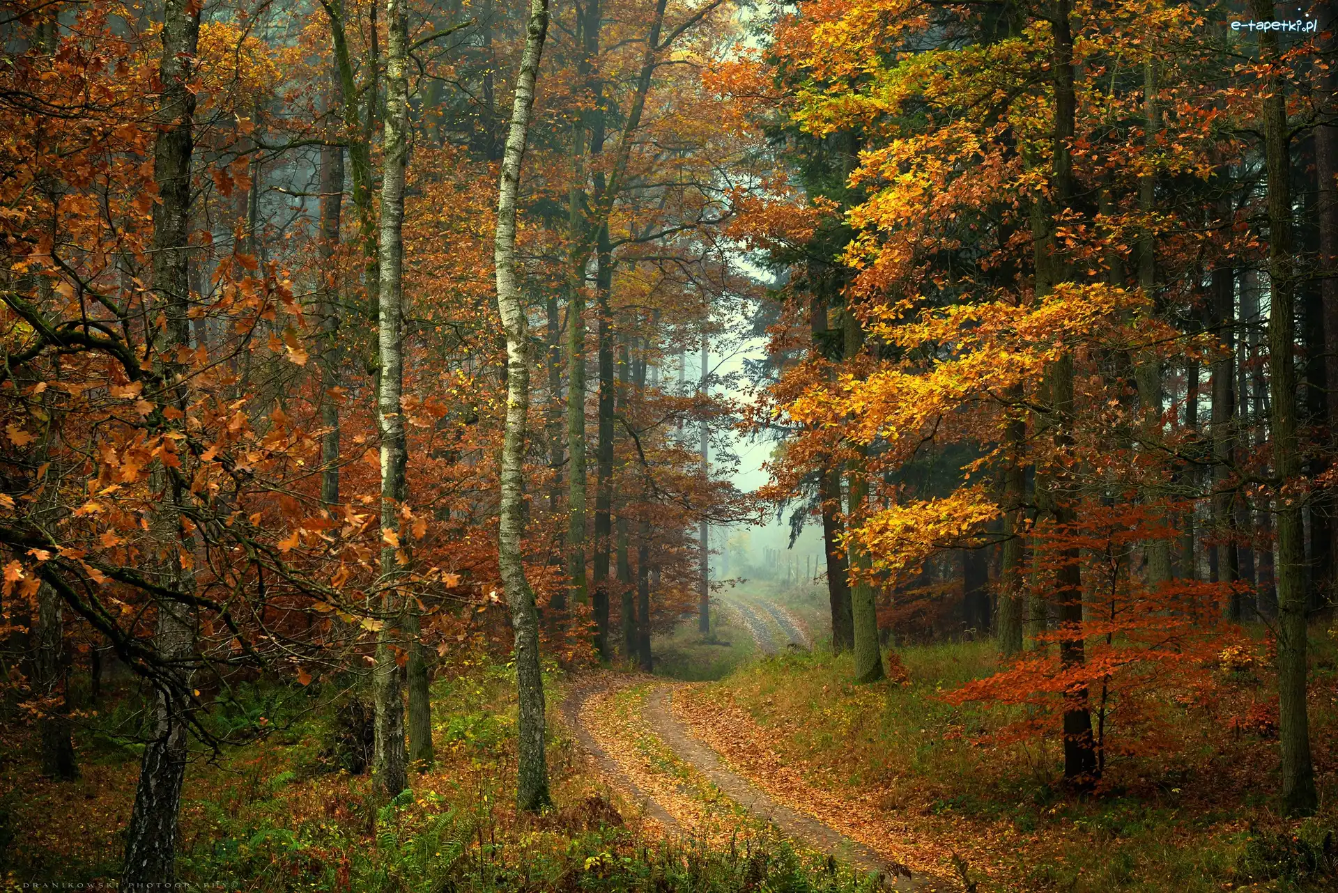 Jesień, Ścieżka, Liście, Mgła, Drzewa, Las