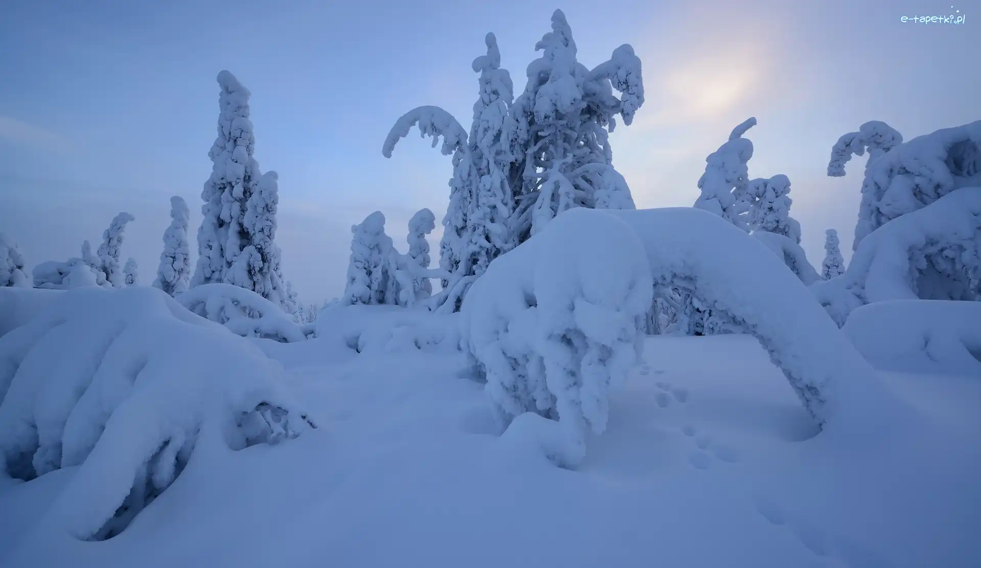 Laponia, Drzewa, Rezerwat Valtavaara, Finlandia, Śnieg, Zima