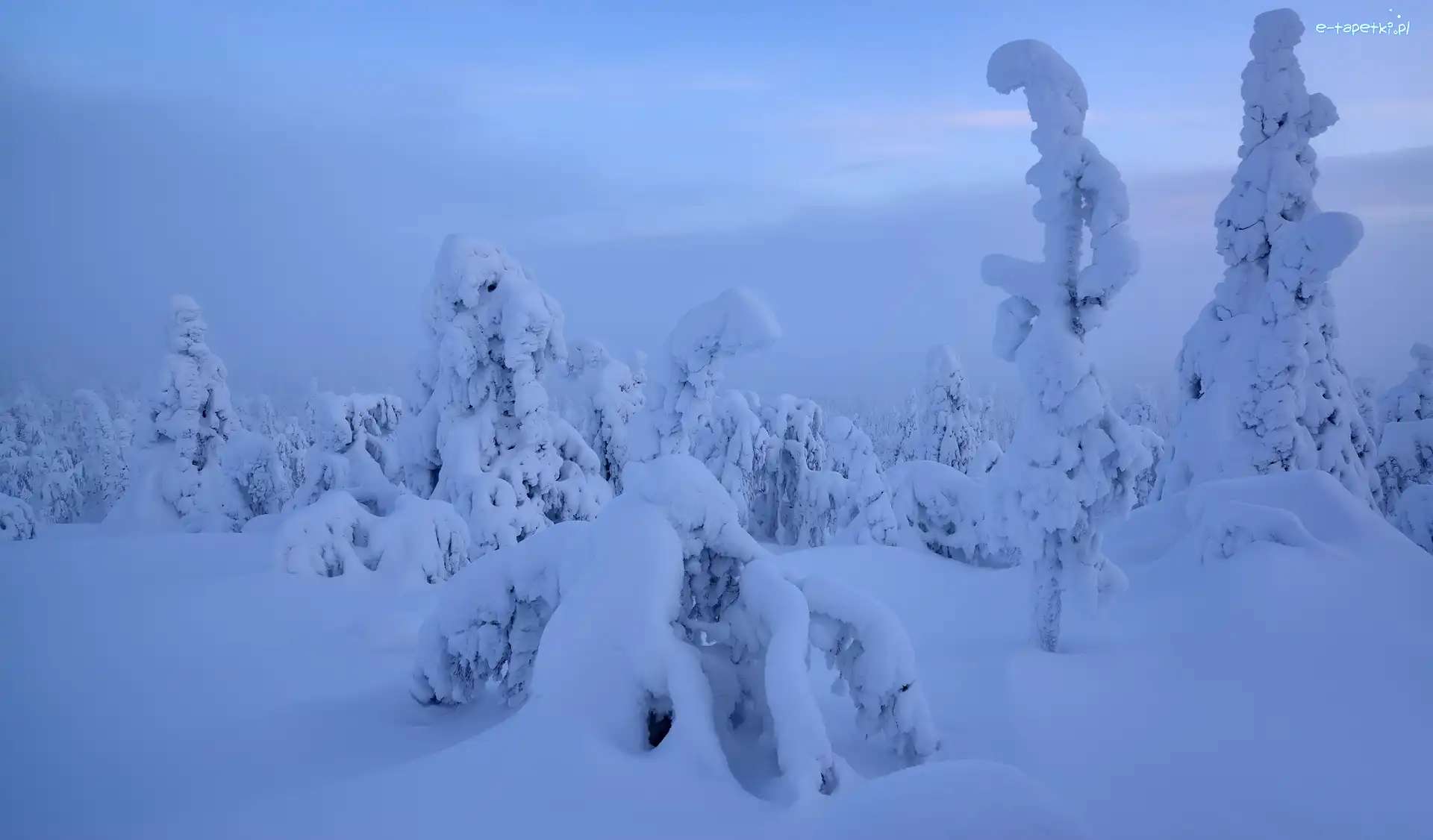 Zima, Drzewa, Mgła, Finlandia, Laponia