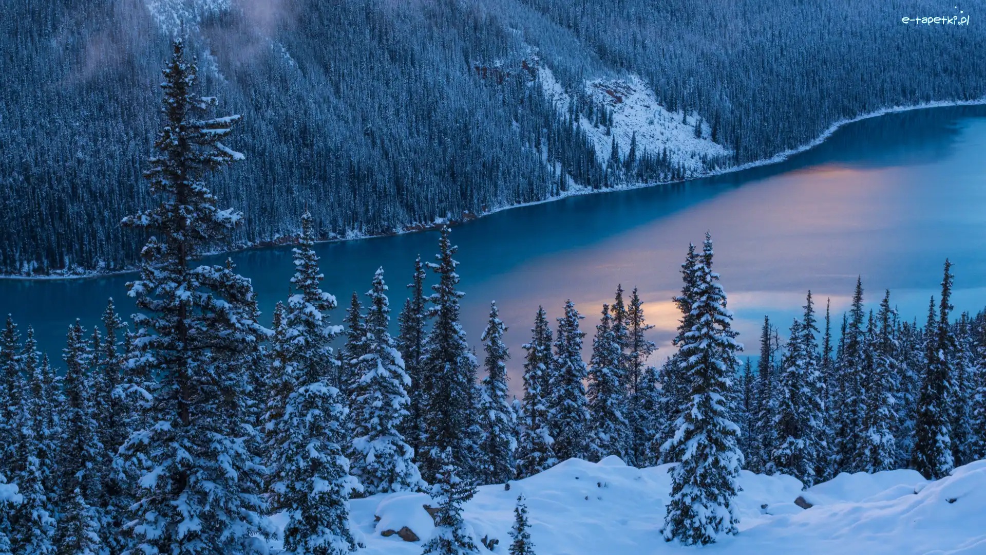 Kanada, Drzewa, Park Narodowy Banff, Śnieg, Zima, Prowincja Alberta, Jezioro Peyto Lake