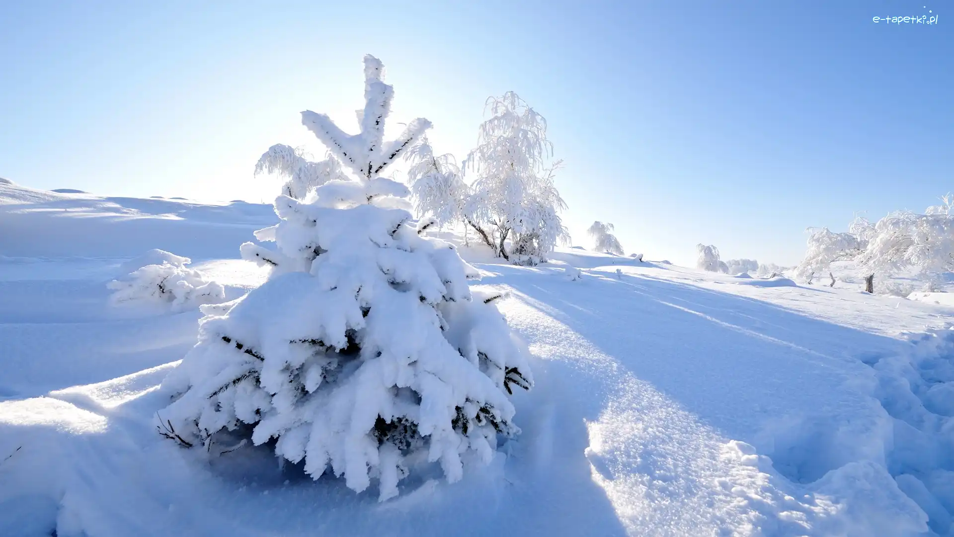 Zima, Drzewa, Ośnieżone, Wschód słońca, Śnieg