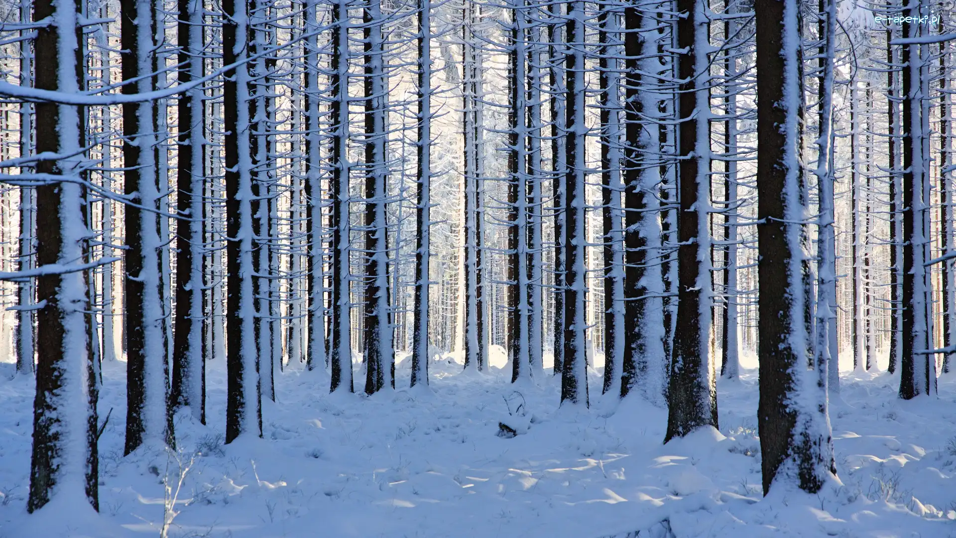 Las, Drzewa, Ośnieżone, Zima, Śnieg