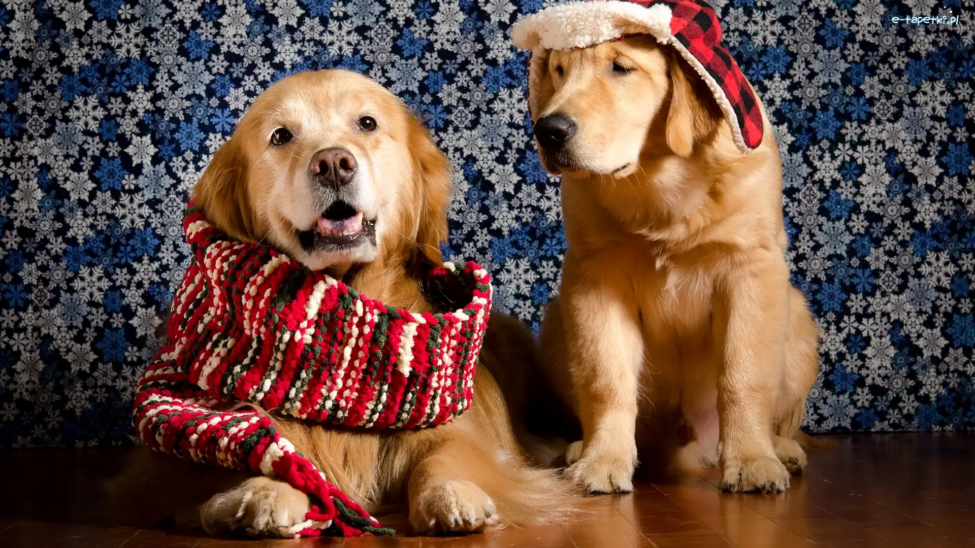 Dwa, Golden retriever, Psy, Czapka, Szalik