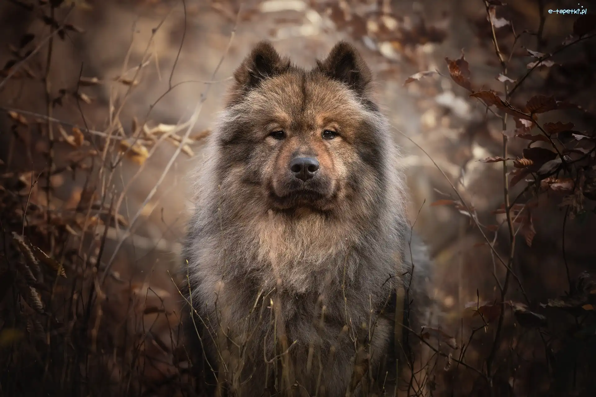 Szpic Eurasier, Gałęzie, Spojrzenie, Pies