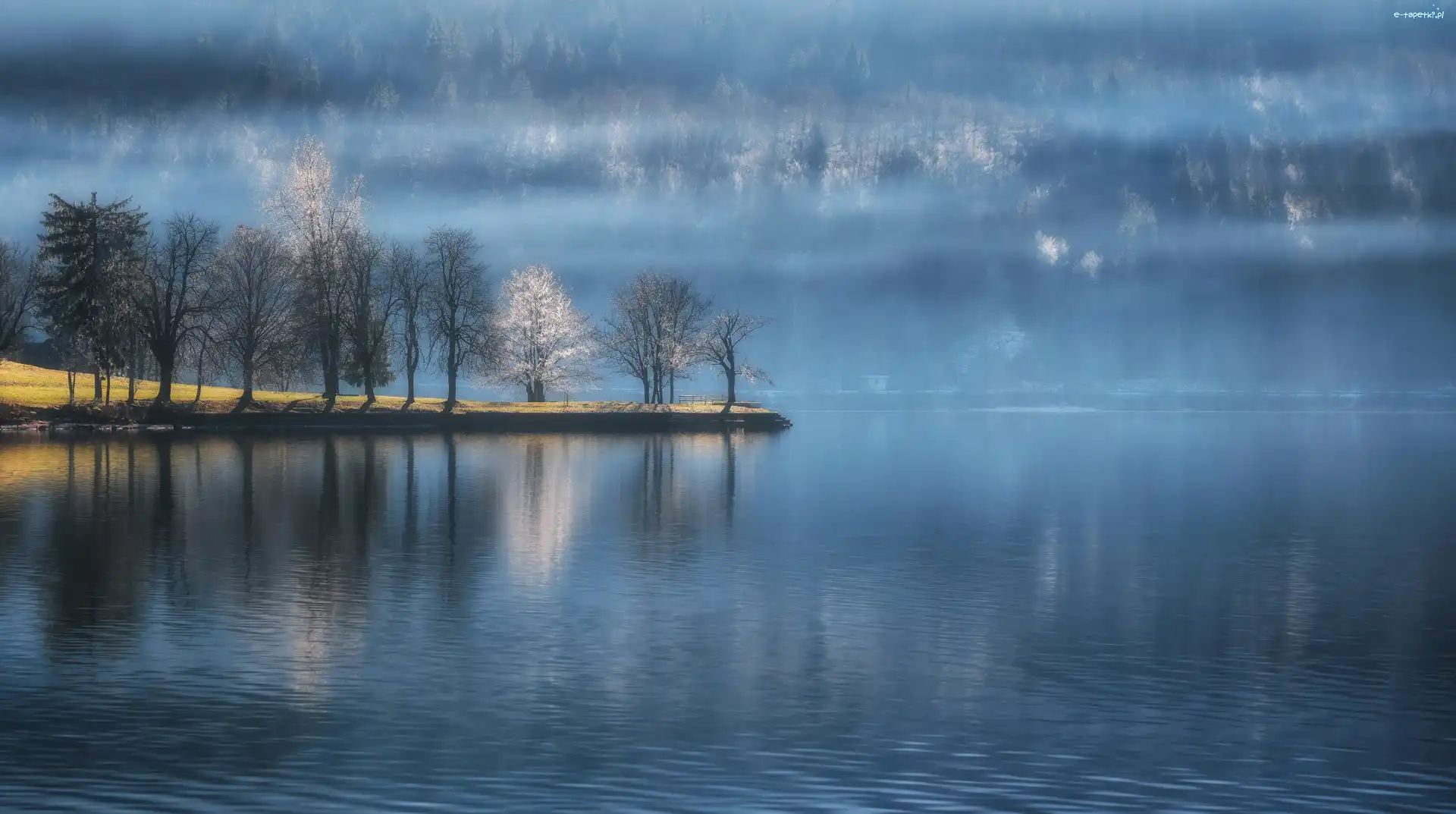 Jezioro Bohinj, Drzewa, Mgła, Słowenia, Triglavski Park Narodowy