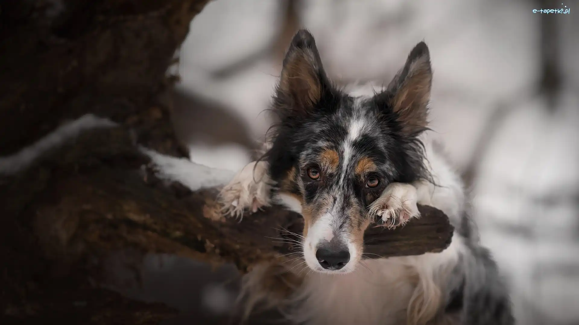 Gałąź, Drzewo, Border collie