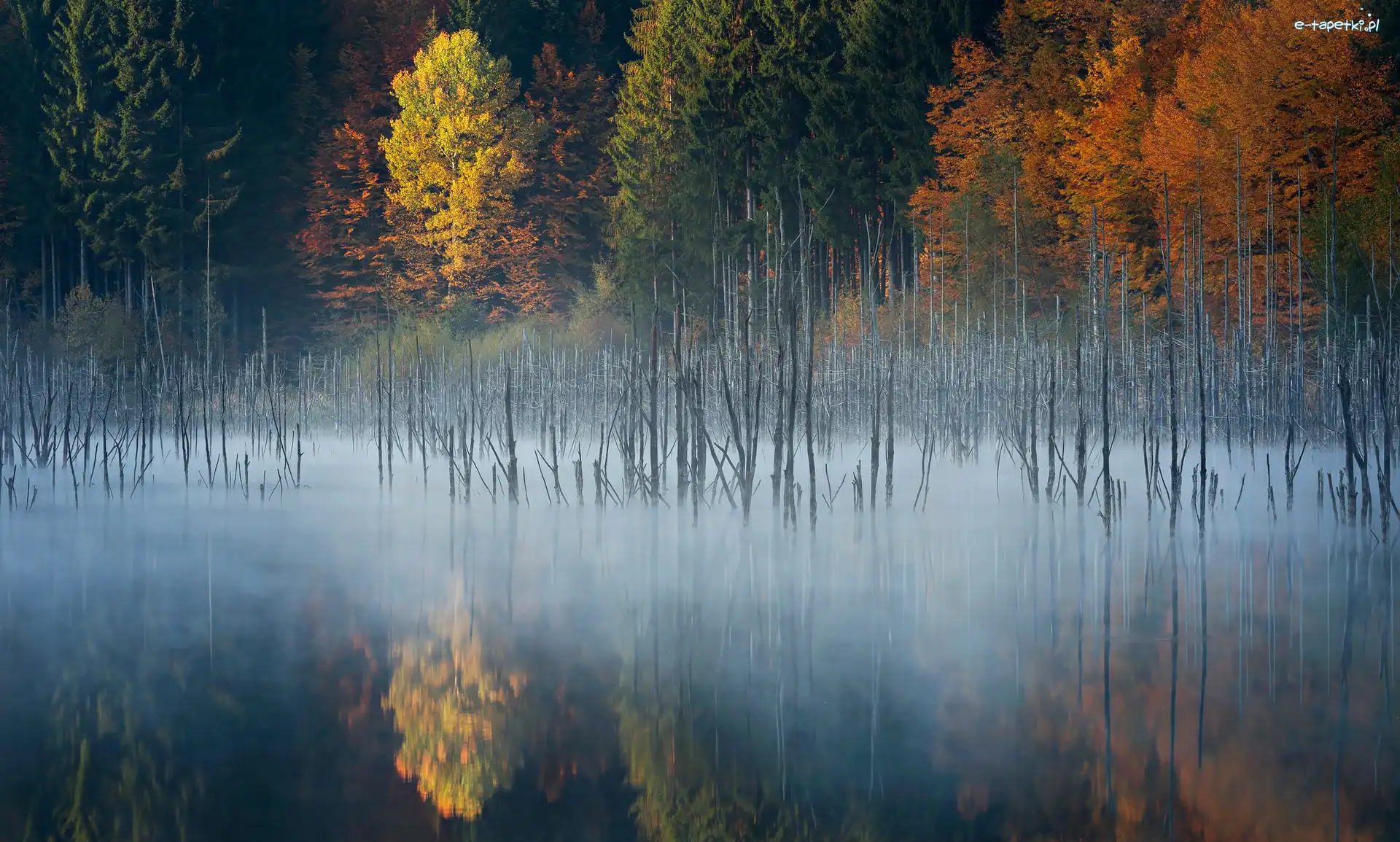 Mgła, Las, Rumunia, Okręg Neamt, Drzewa, Jezioro Lacul Cuejdel, Miejscowość
Garcina, Jesień