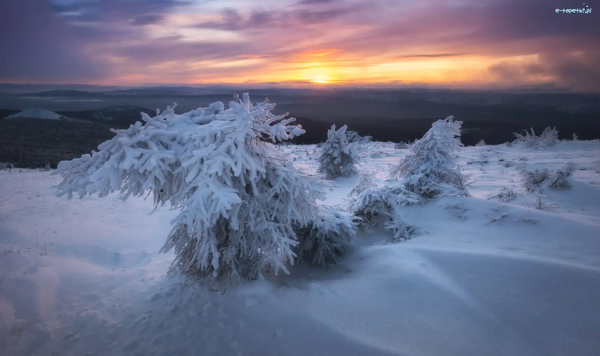 Ośnieżone, Wschód słońca, Krzewy, Zima