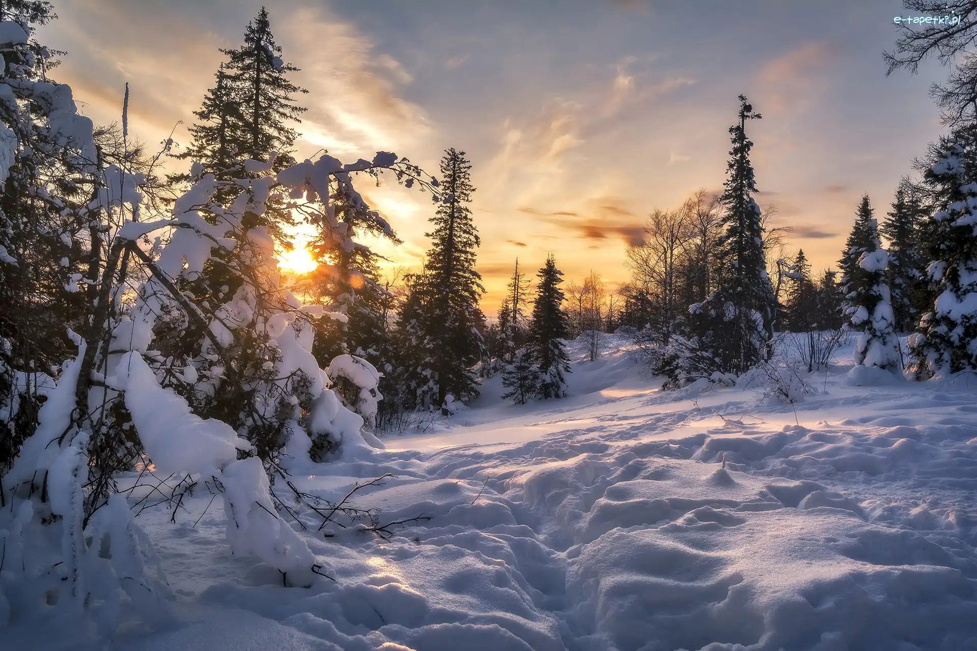 Zima, Wschód słońca, Śnieg, Drzewa, Ośnieżone