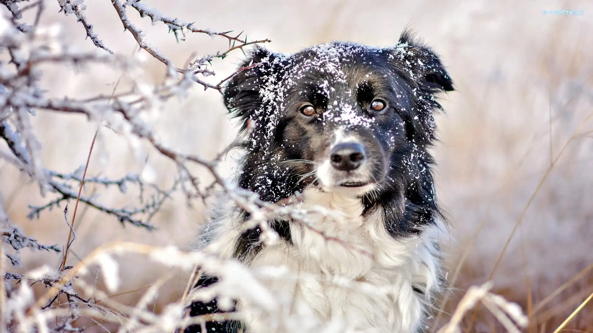 Border collie, Gałązki, Śnieg, Pies