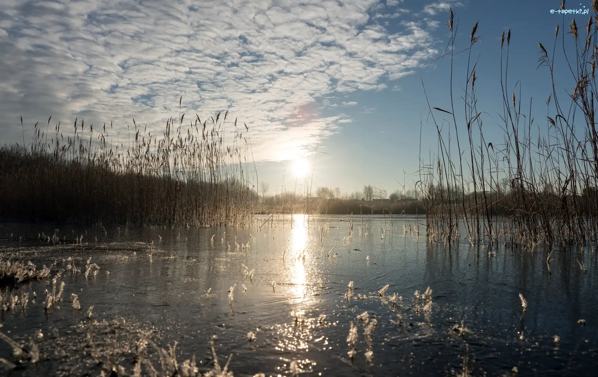 Jezioro, Trzciny, Trawy, Wschód słońca, Świt