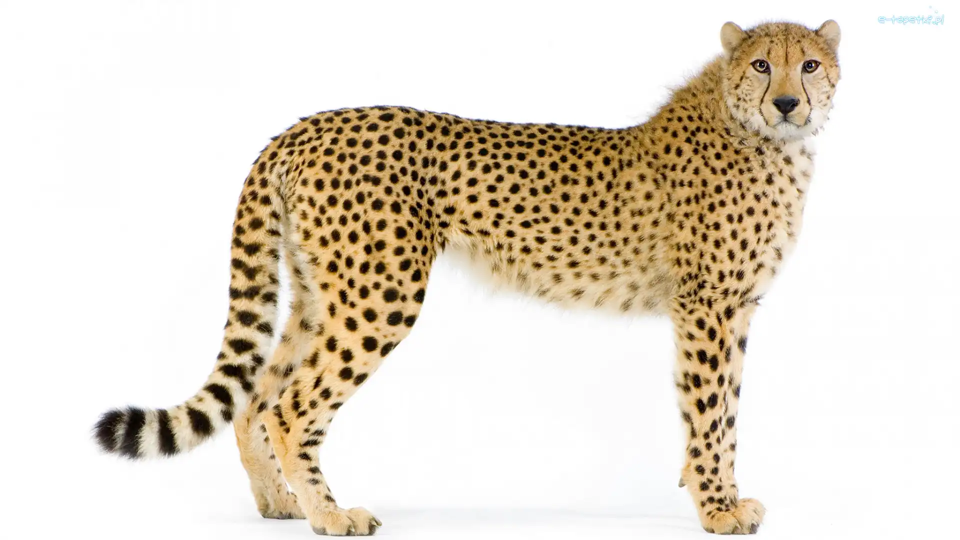 Tło, Białe, Gepard