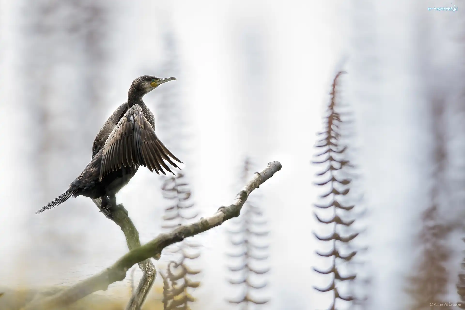 Gałązki, Kormoran, Ptak