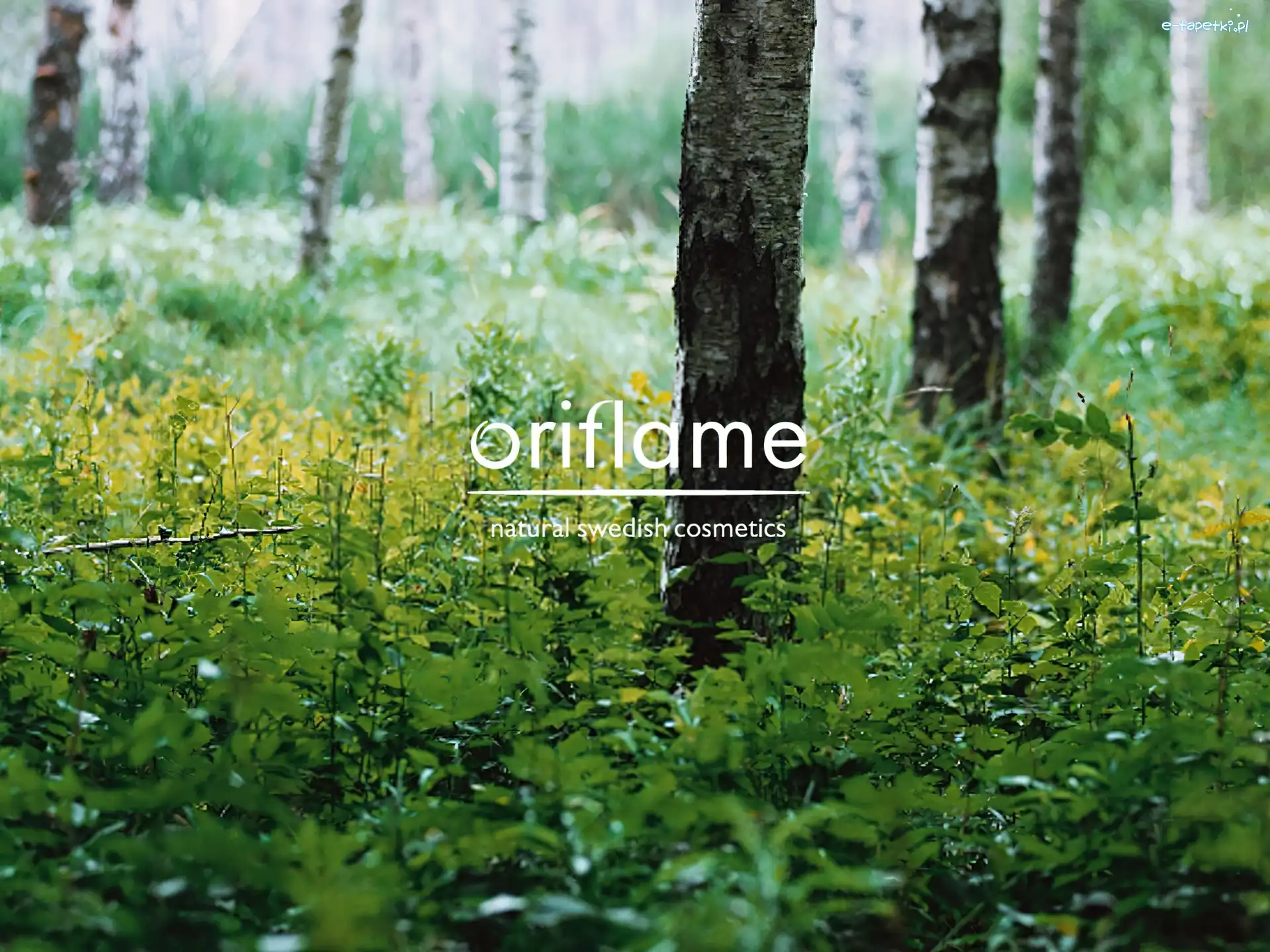 Oriflame, brzoza, drzewo, natura, las