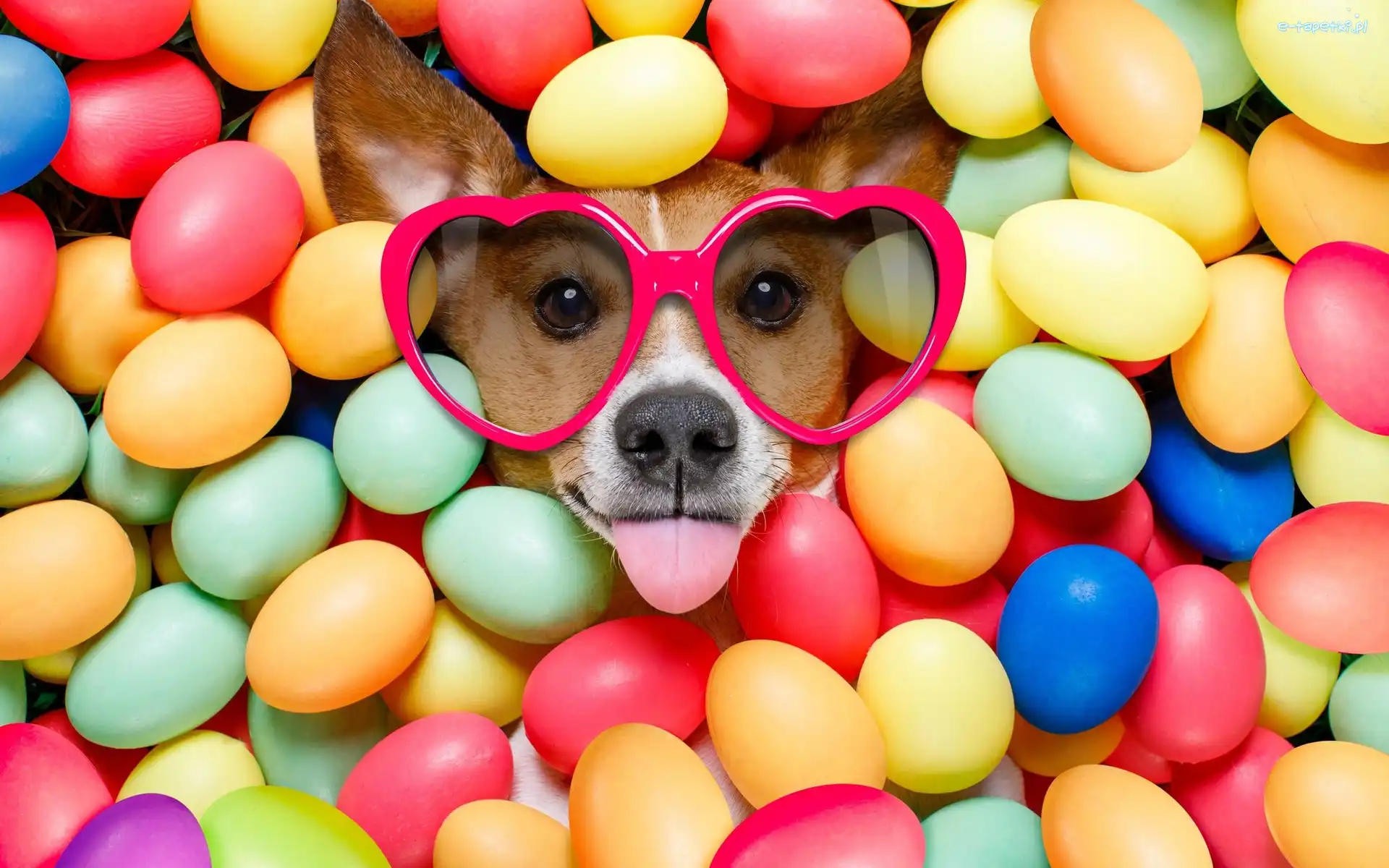 Wielkanoc, Okulary, Język, Pisanki, Jack Russell terrier, Pies