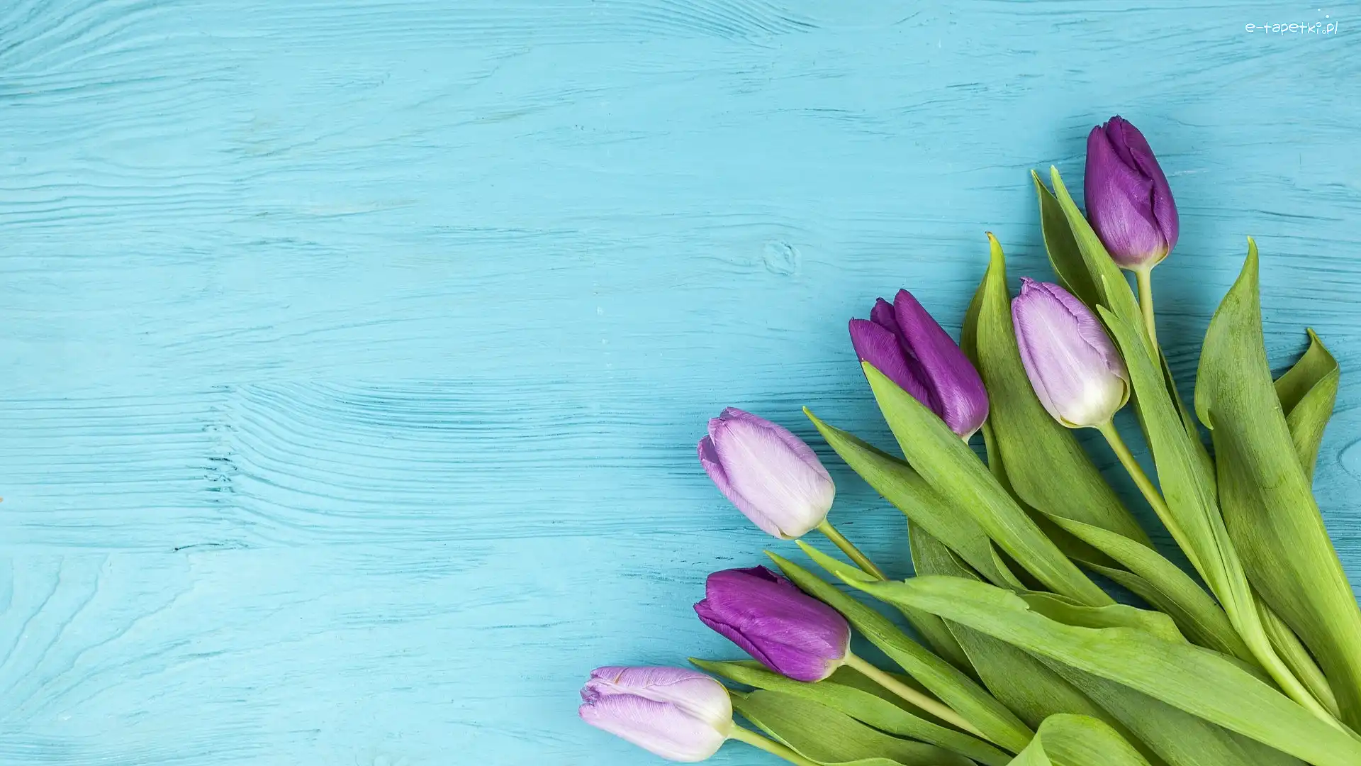 Tulipany, Deska, Niebieska, Fioletowe