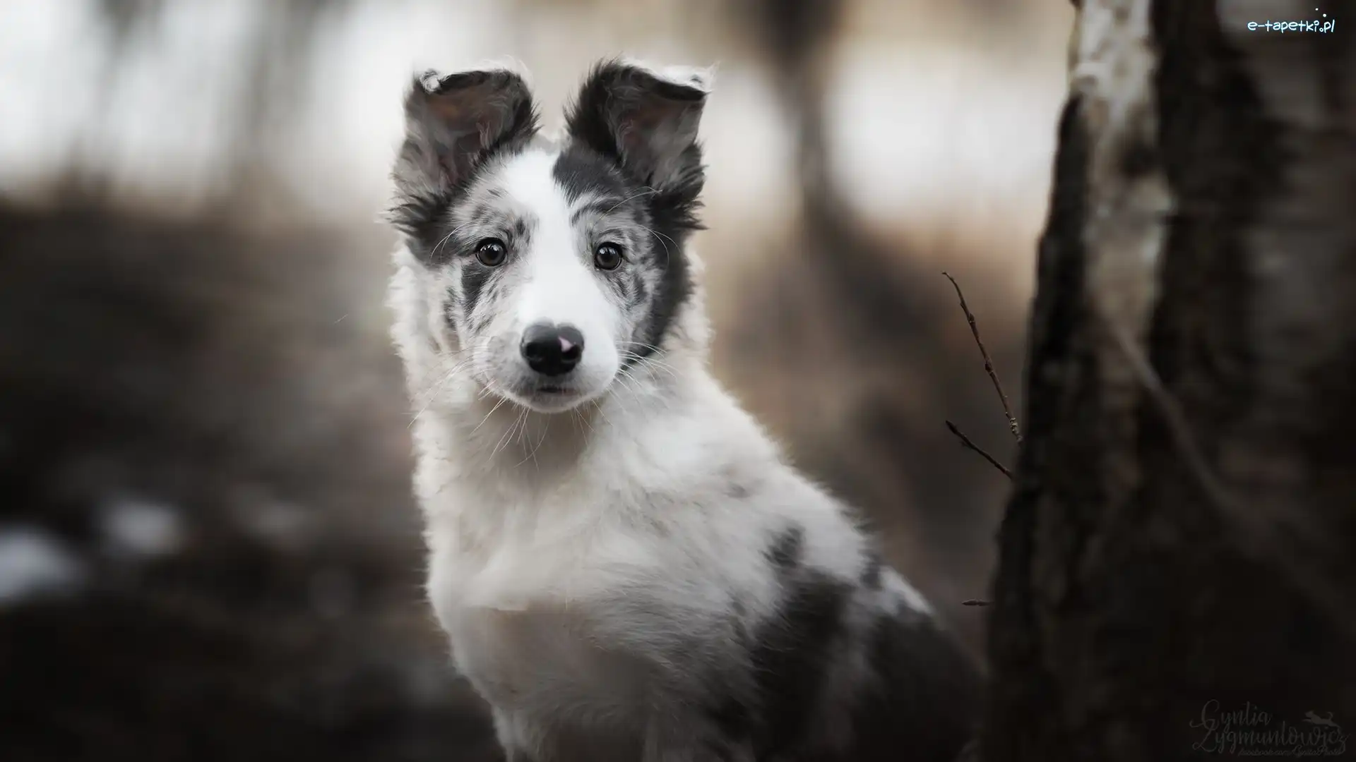 Szczeniak, Border collie, Pies
