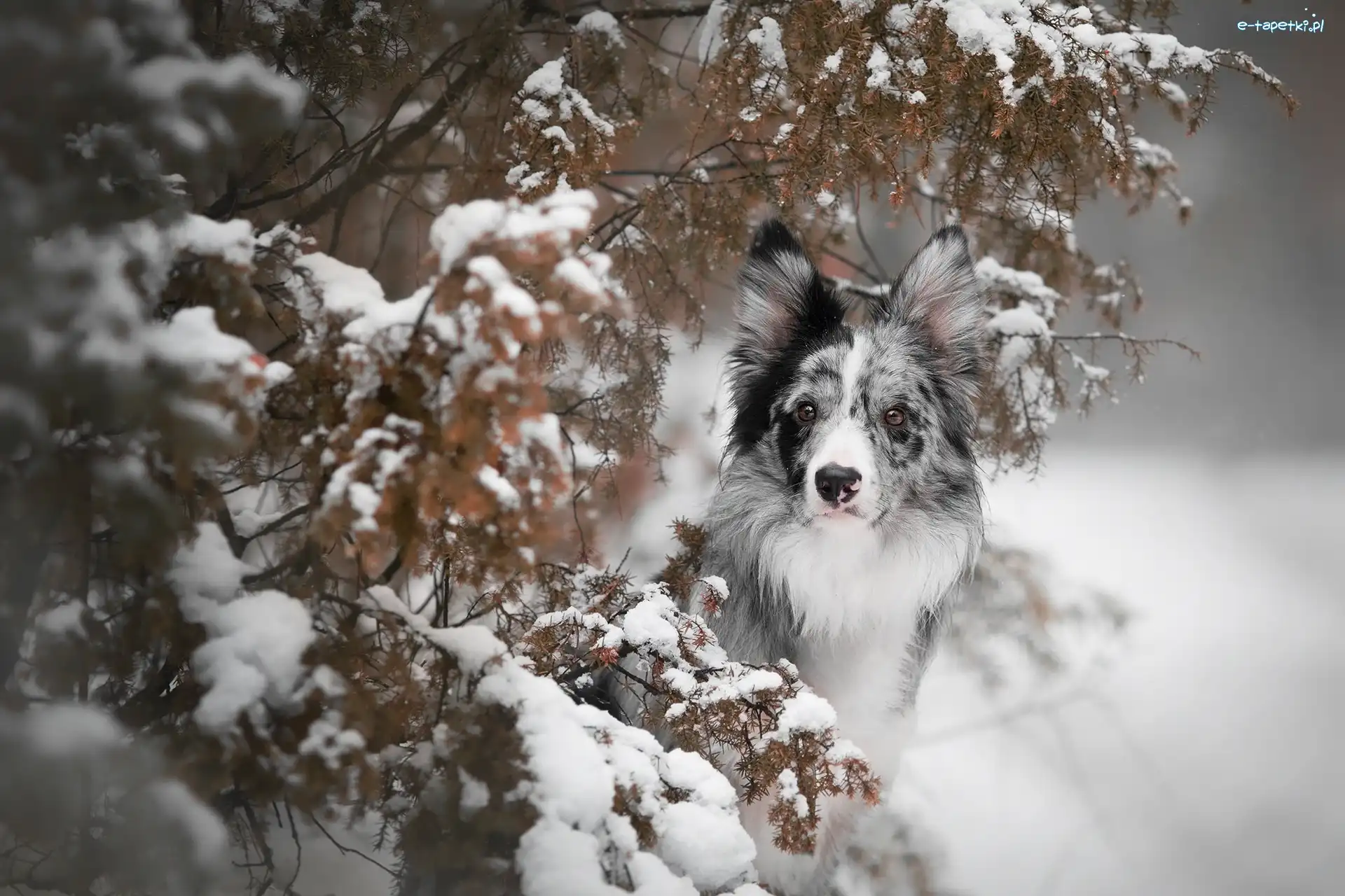 Border collie, Gałązki, Ośnieżone, Pies