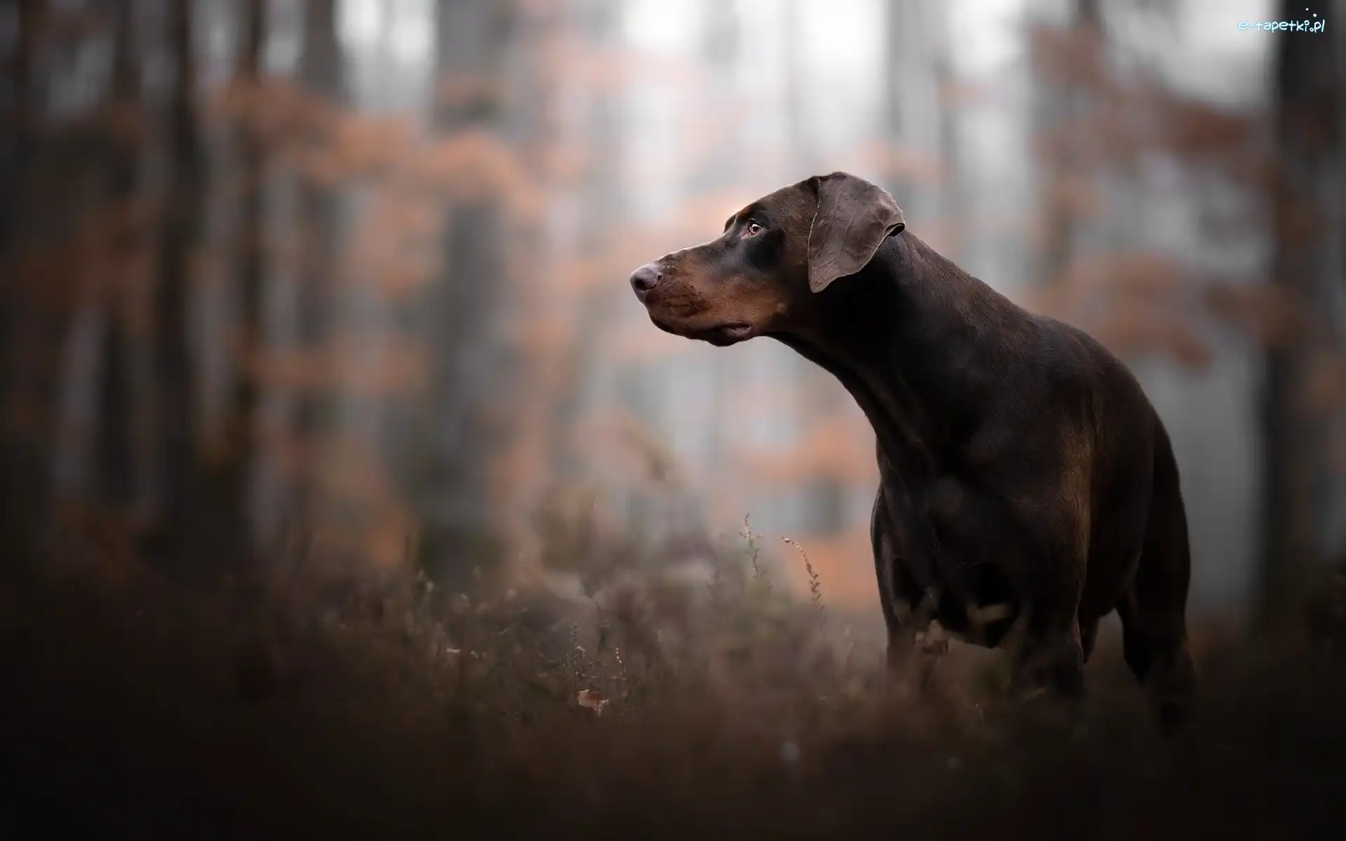 Pies, Doberman, Brązowy, Las, Trawa