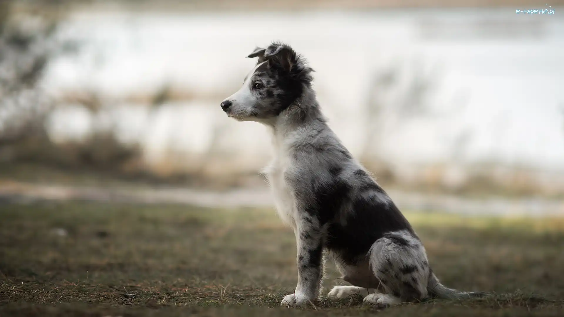 Siedzący, Border collie, Szczeniak, Pies