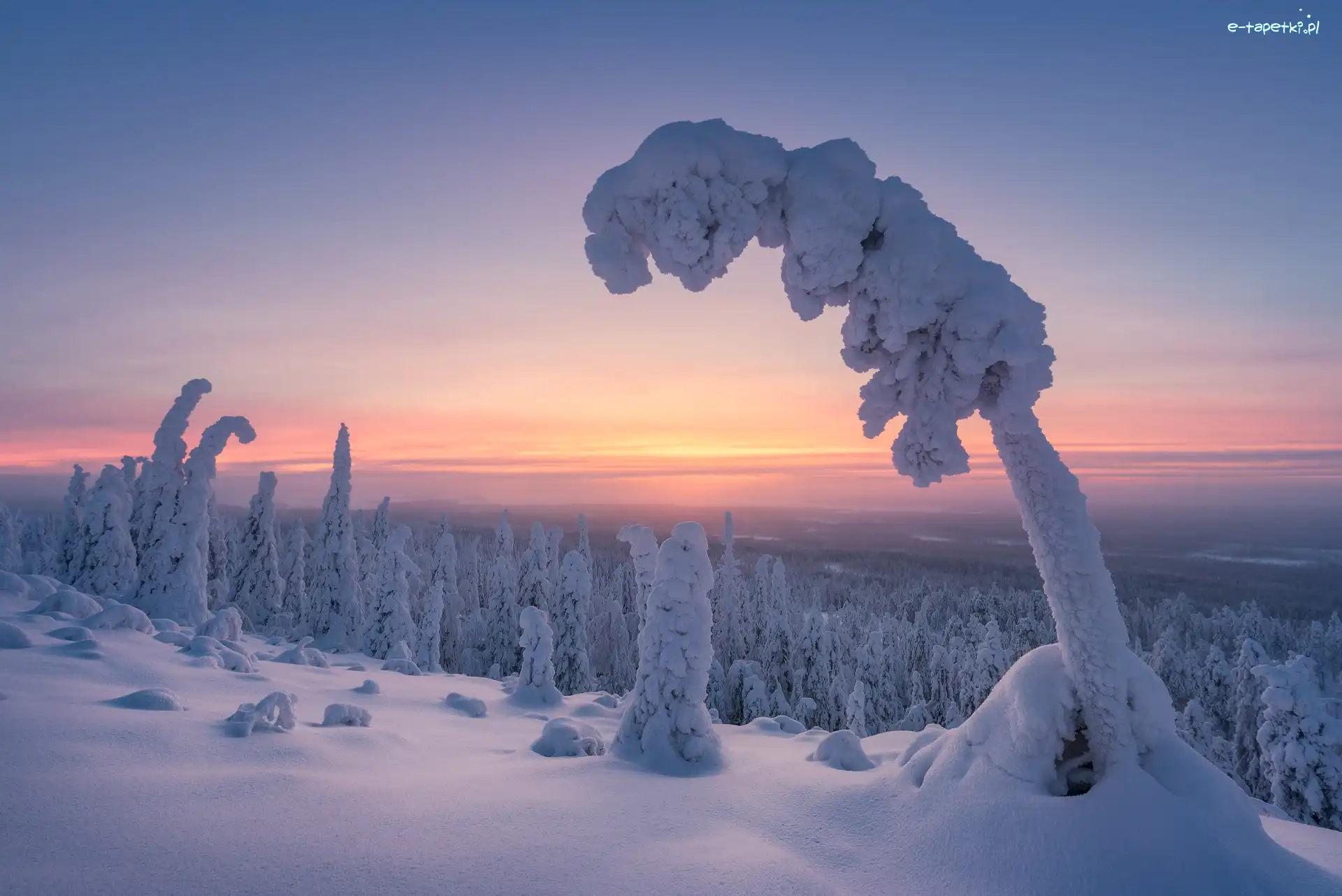 Wschód słońca, Drzewa, Las, Zima, Park Narodowy Riisitunturi, Finlandia Finlandia, Laponia, Ośnieżone, Gmina Posio